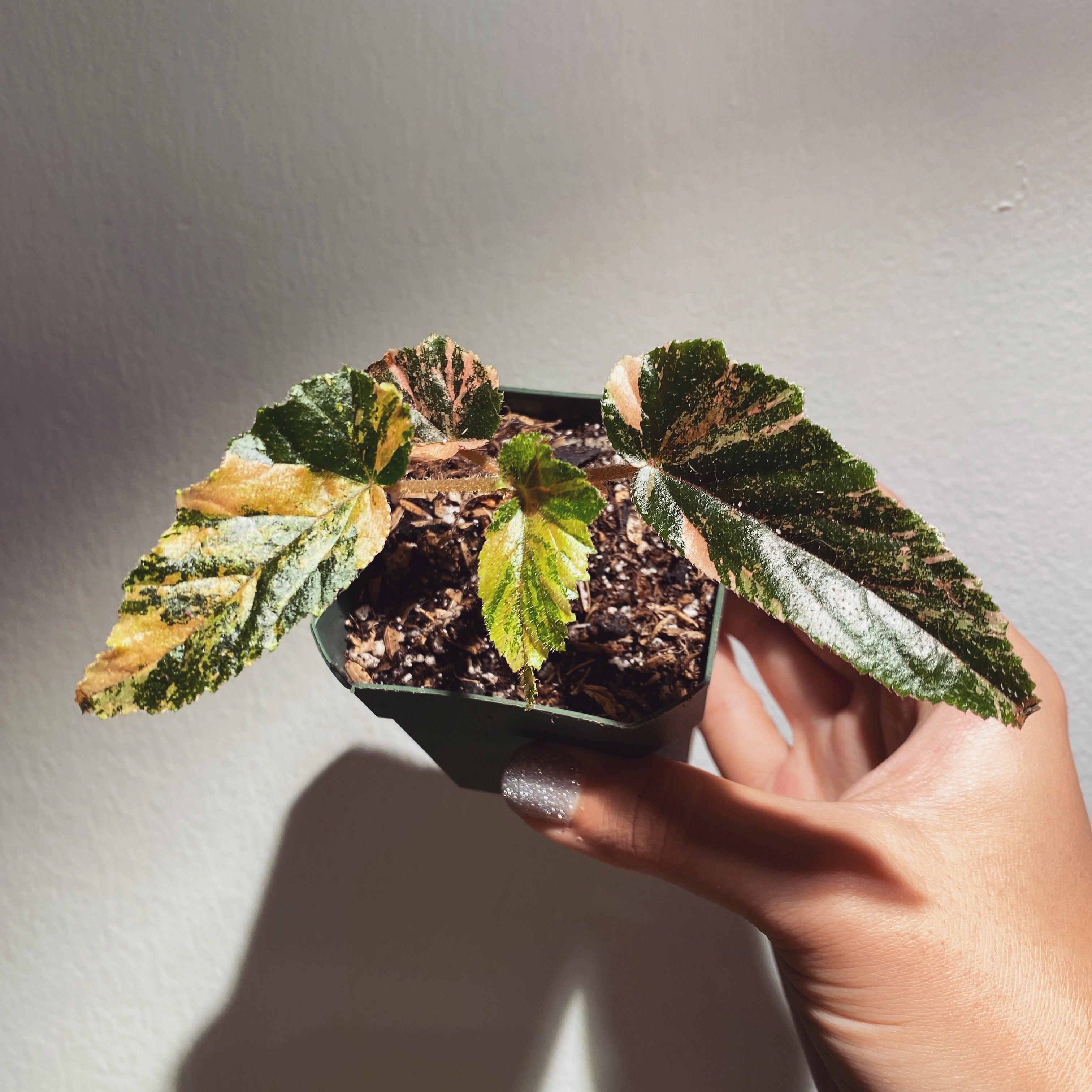 Begonia – C&L Botanicals