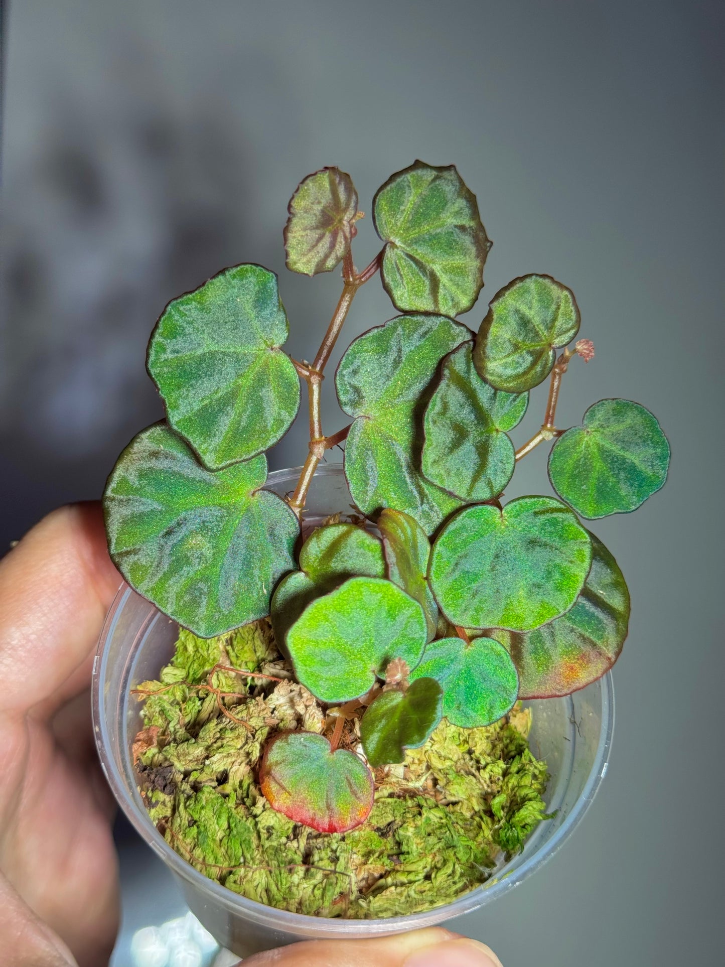 Begonia sp Sarawak