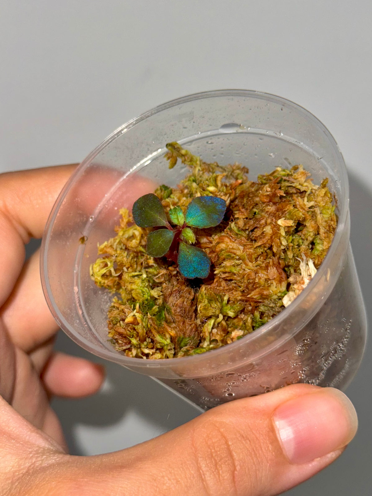 Sarcopyramis sp. Sumatra Blue