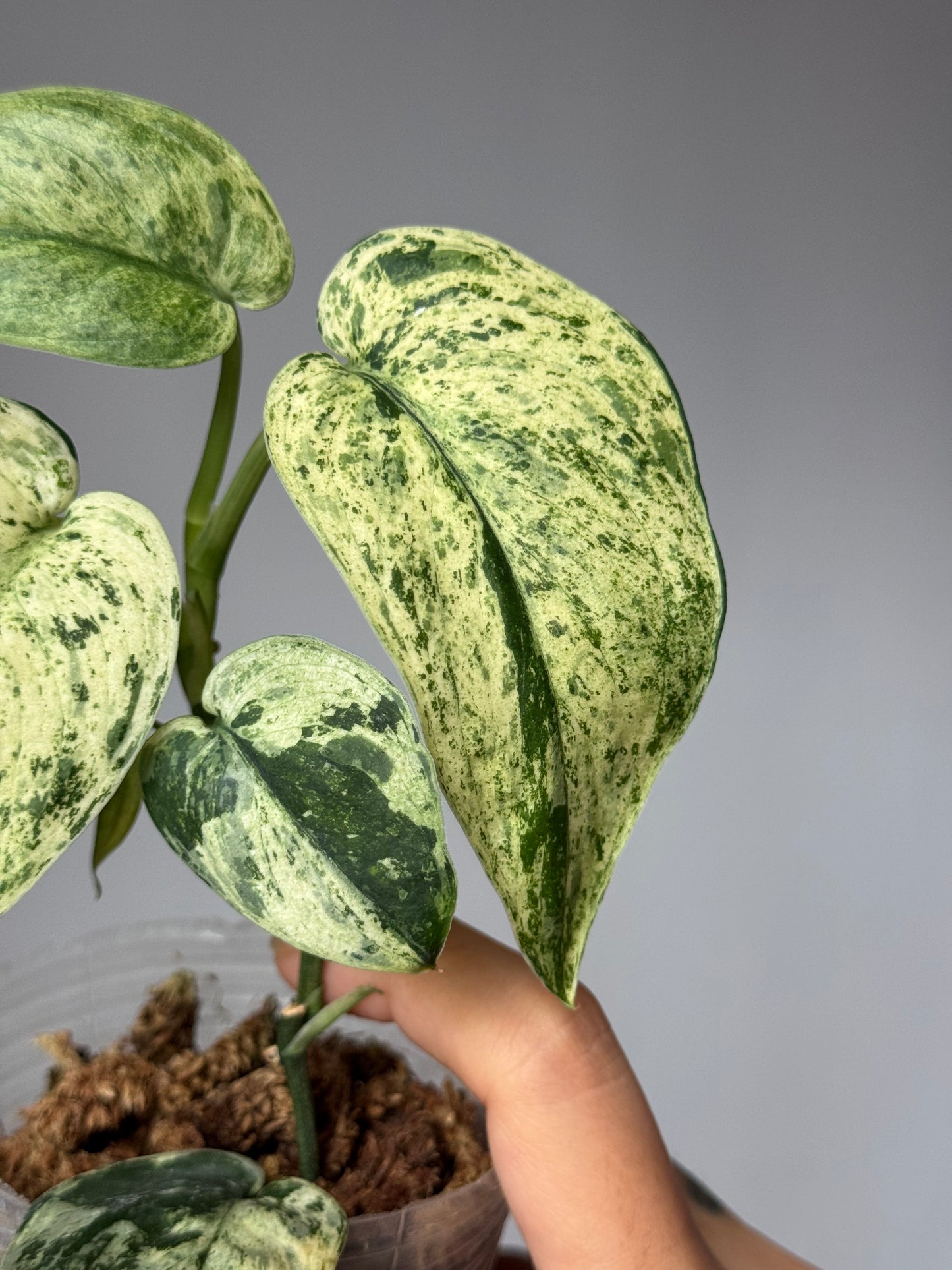 Scindapsus Pictus ‘Jade Satin Marble Variegated’
