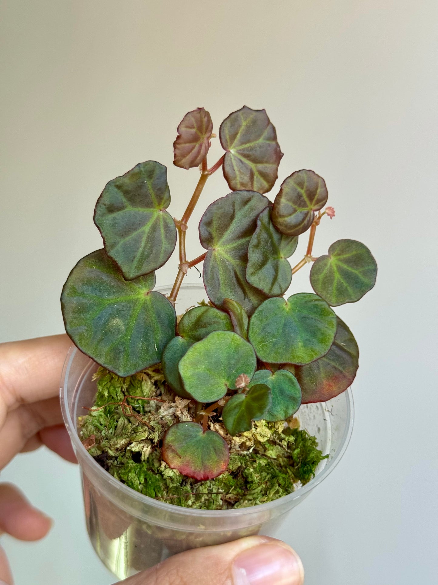 Begonia sp Sarawak