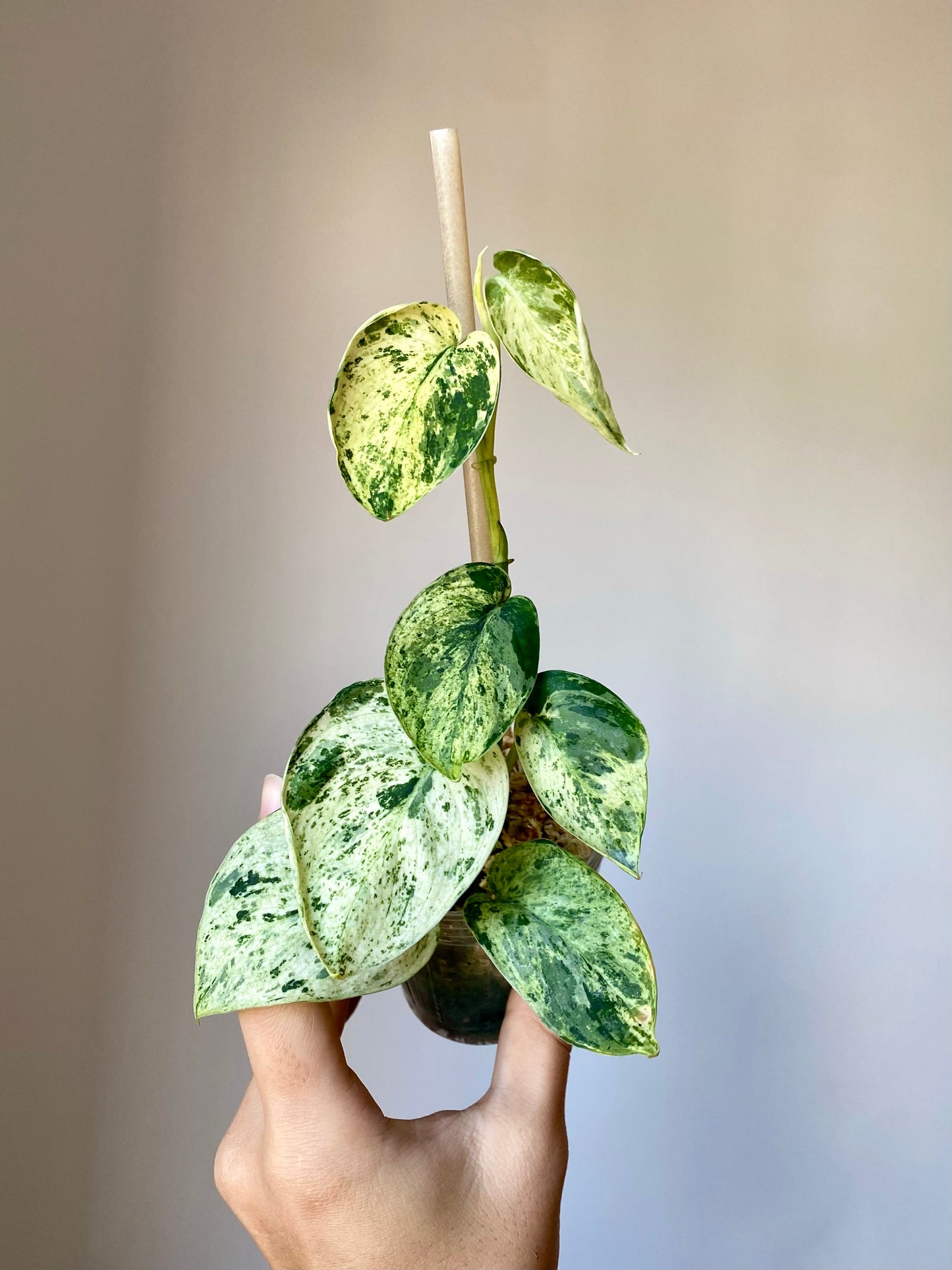 Scindapsus Pictus ‘Jade Satin Marble Variegated’