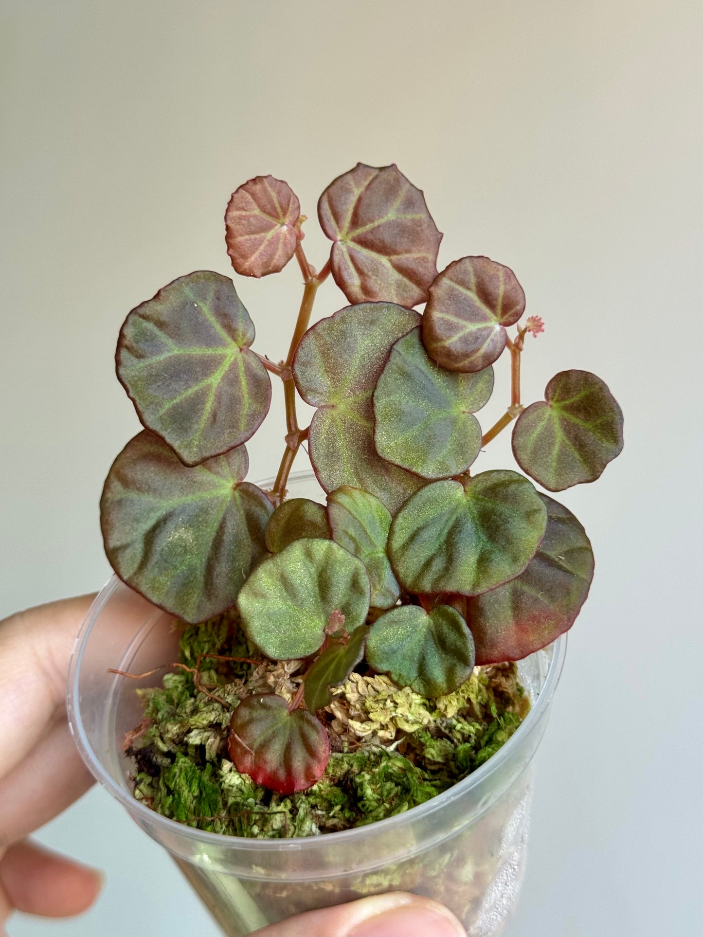 Begonia sp Sarawak