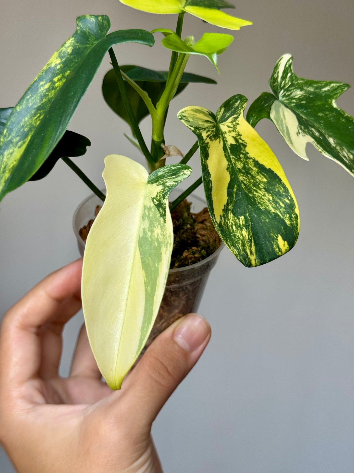 Philodendron Pedatum Variegated