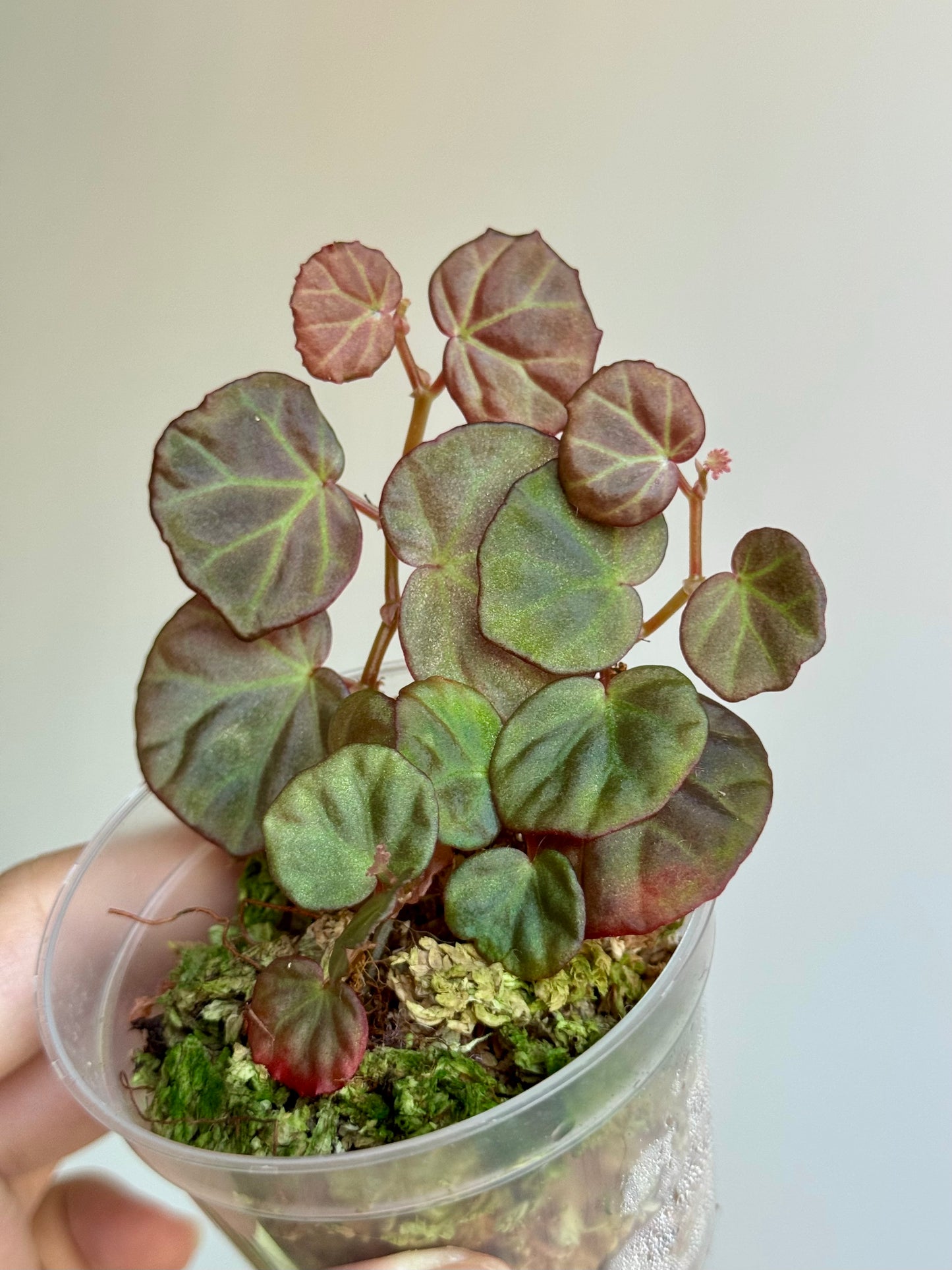 Begonia sp Sarawak