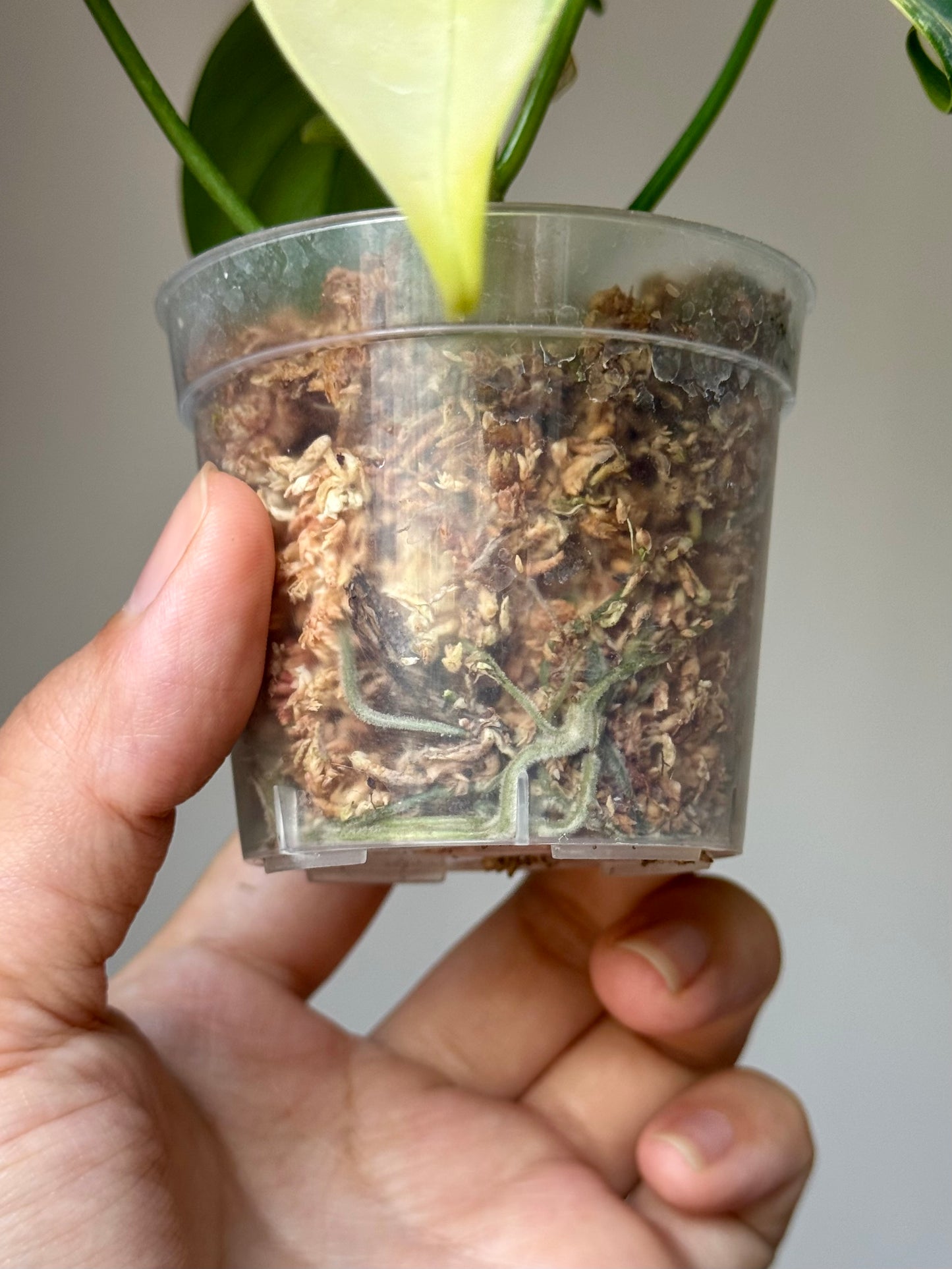 Philodendron Pedatum Variegated