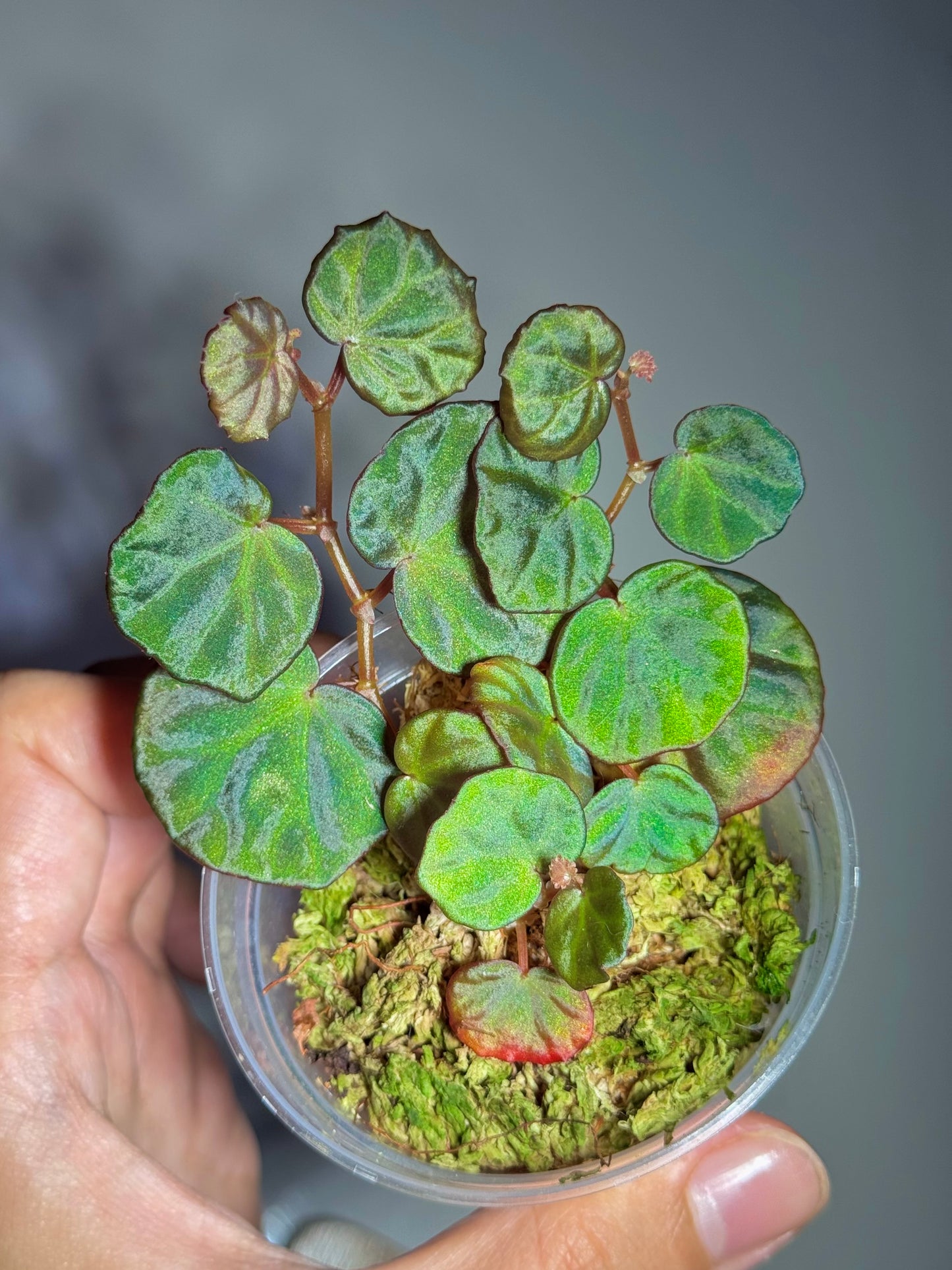 Begonia sp Sarawak