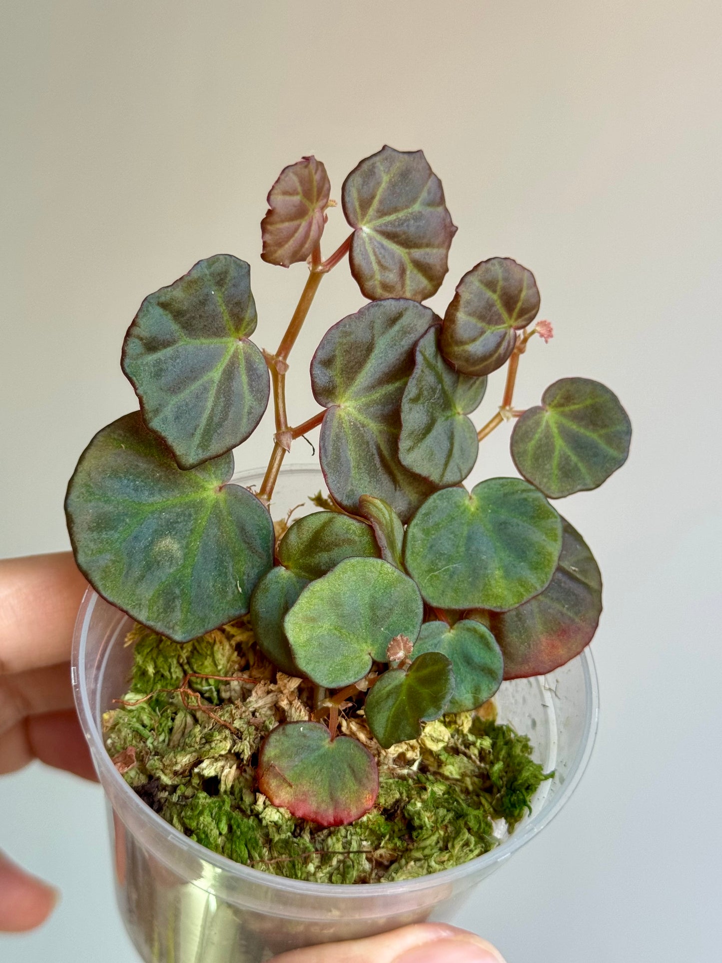 Begonia sp Sarawak