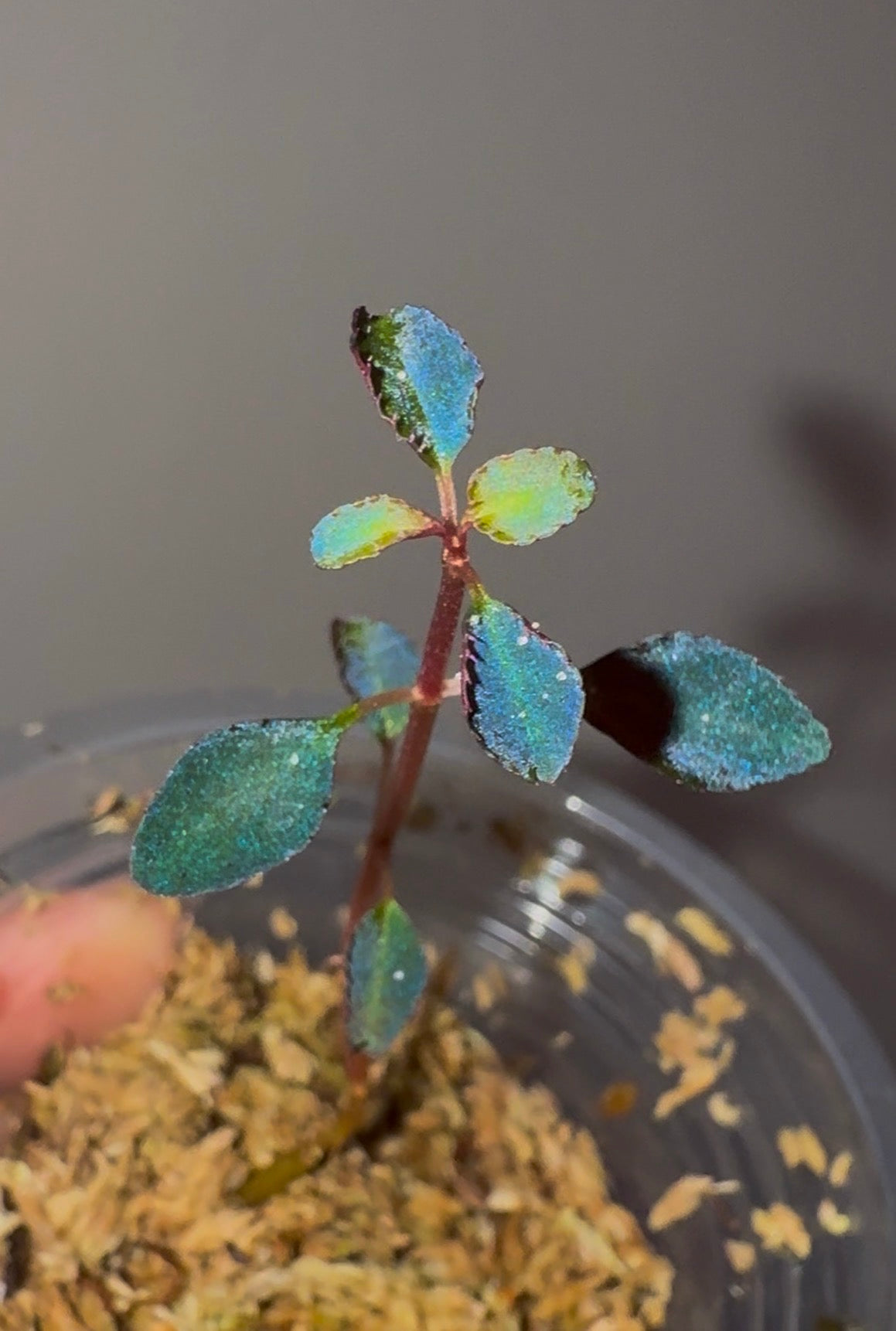 Sarcopyramis sp. Sumatra Blue