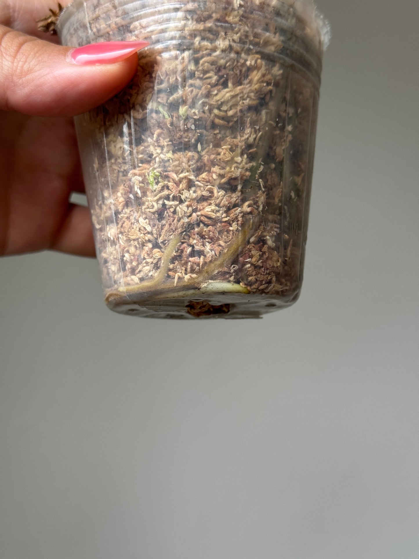 Established roots of Monstera Large Form Albo cutting in sphagnum moss
