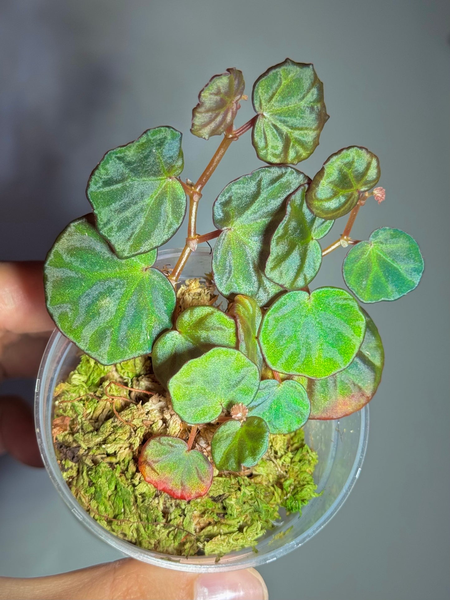 Begonia sp Sarawak