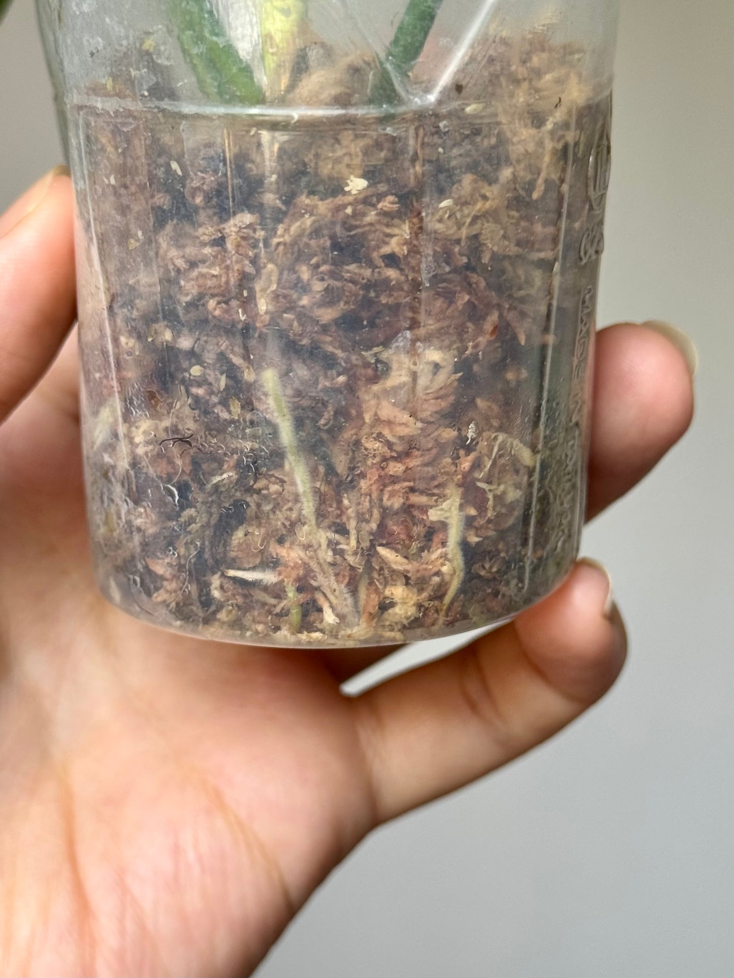 Philodendron Pedatum Variegated