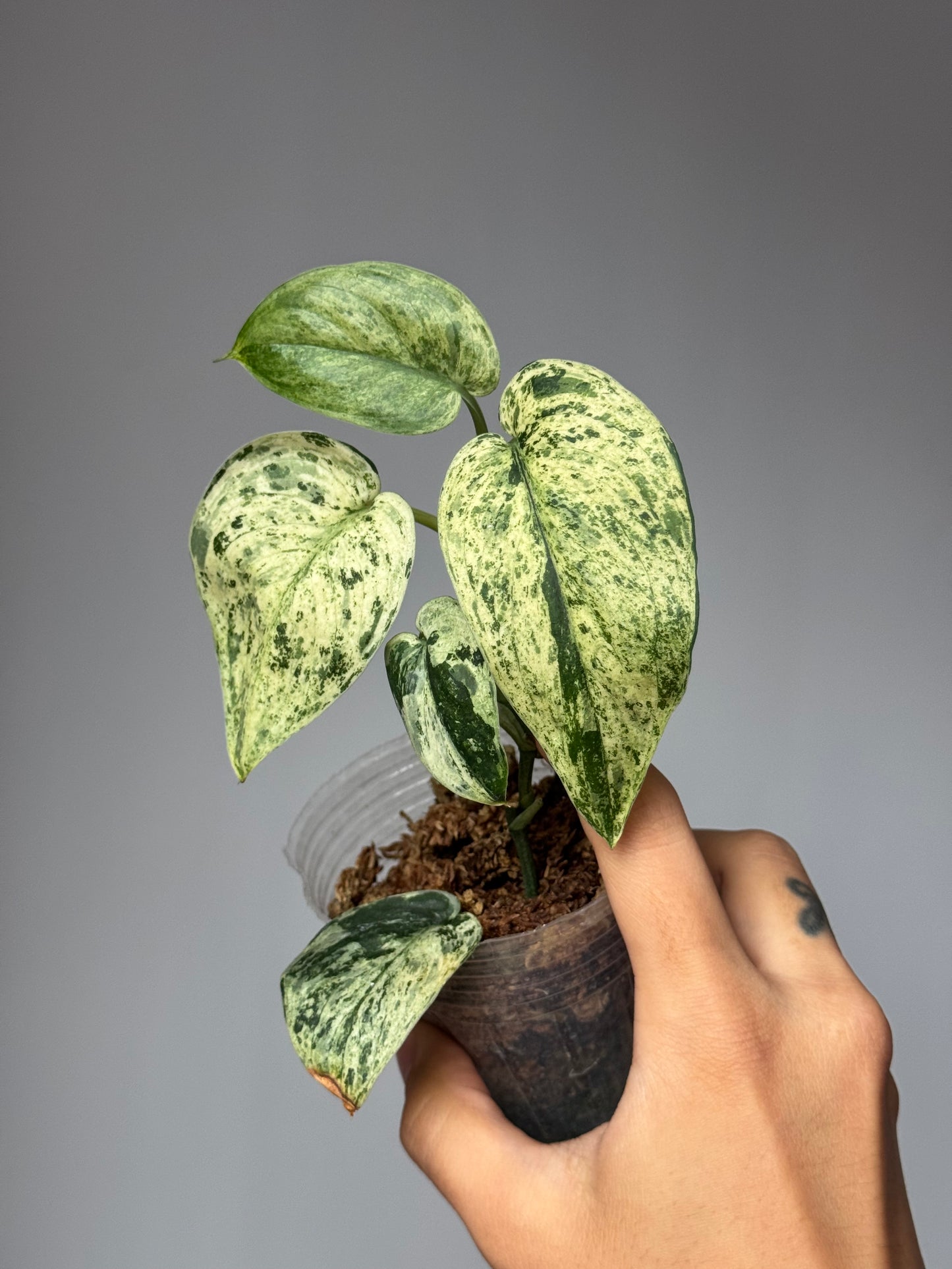 Scindapsus Pictus ‘Jade Satin Marble Variegated’
