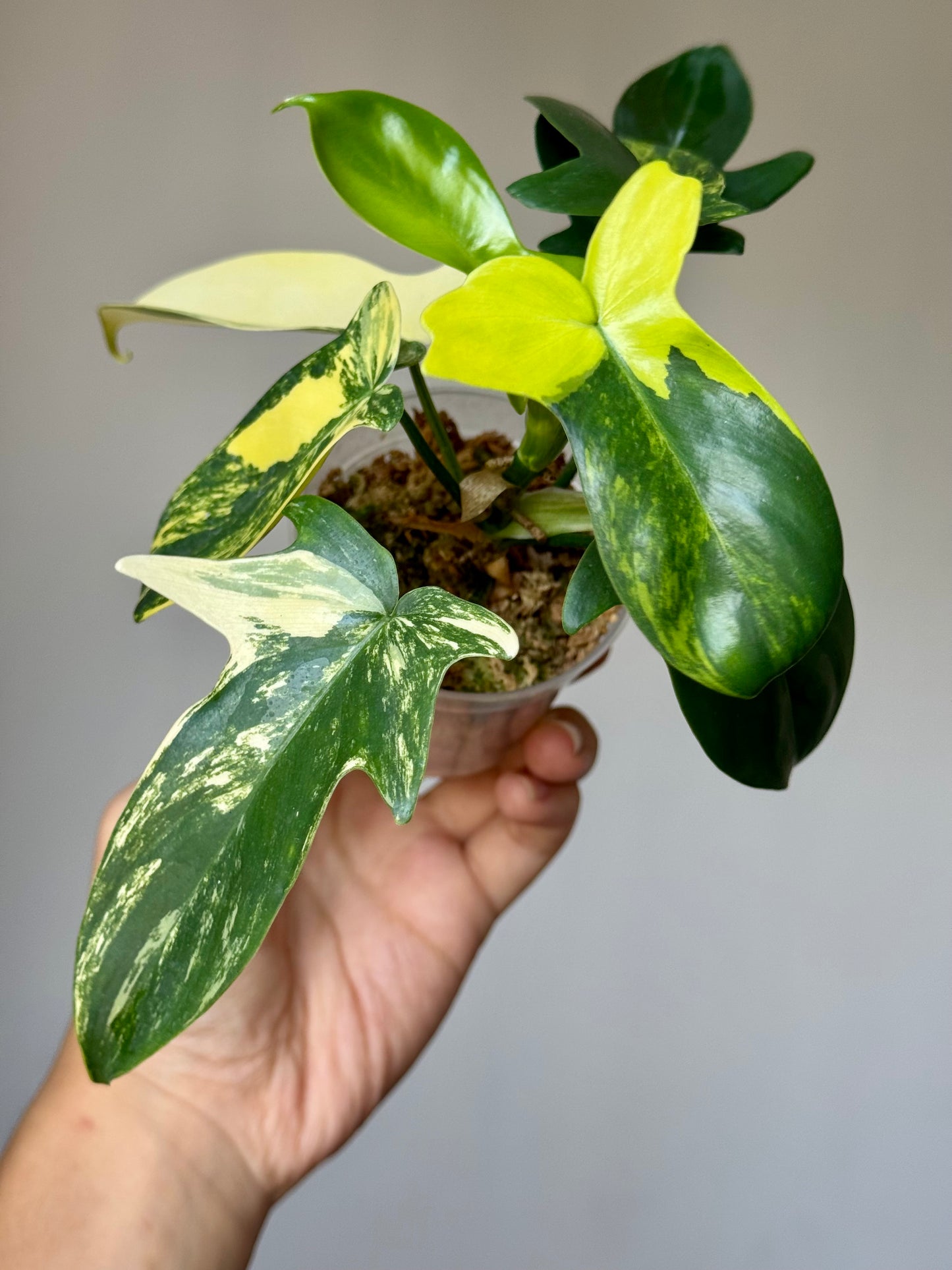 Philodendron Pedatum Variegated