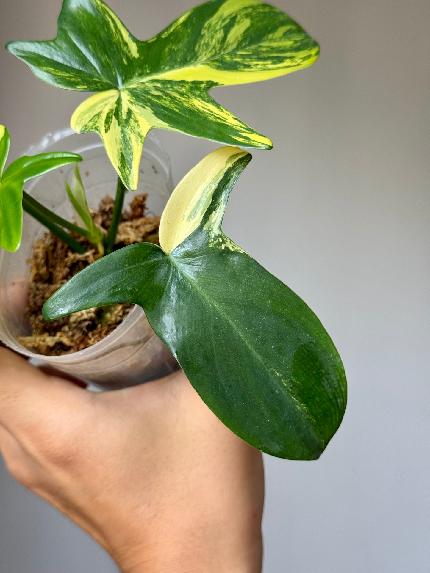 Philodendron Pedatum Variegated