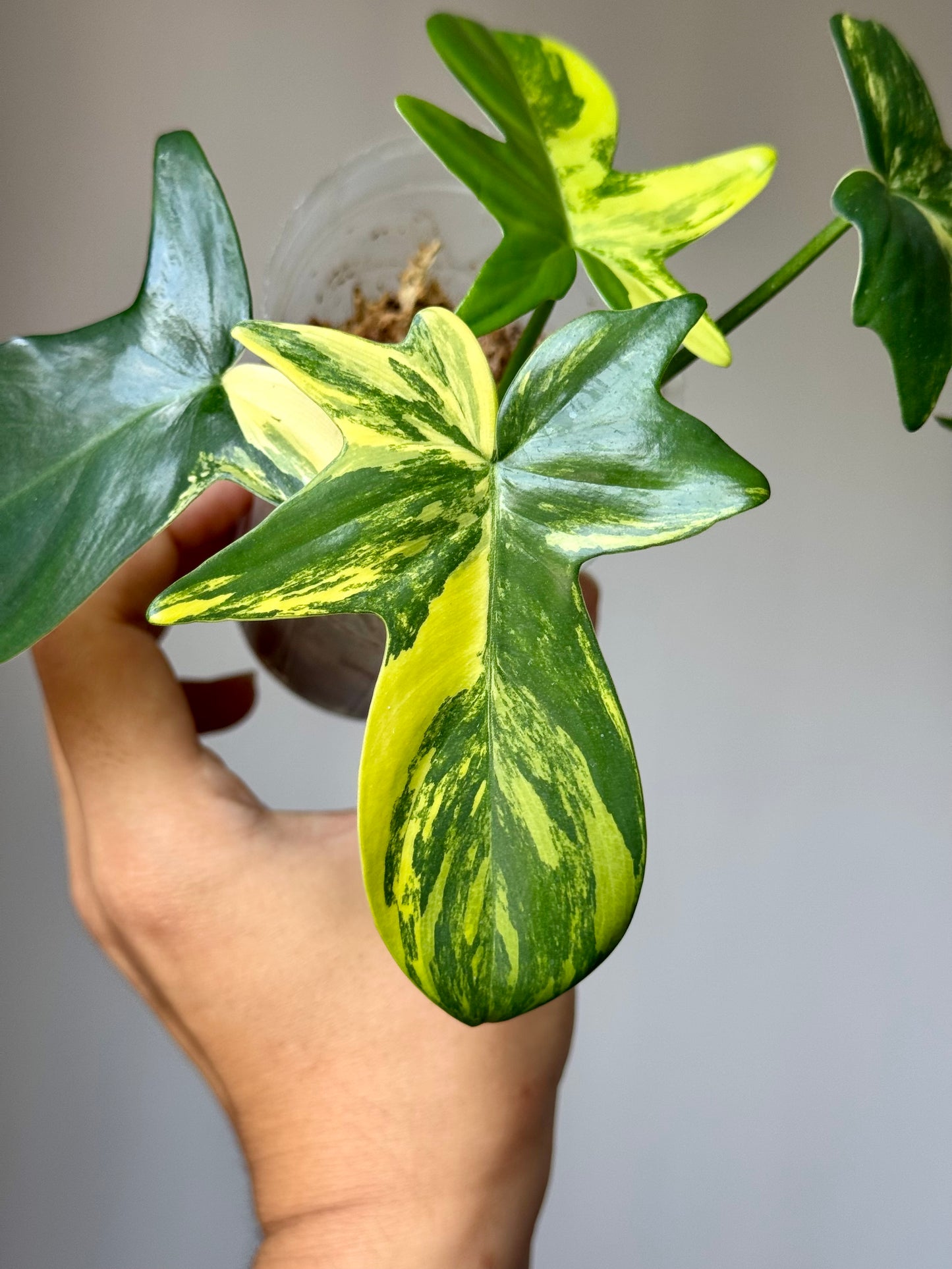 Philodendron Pedatum Variegated