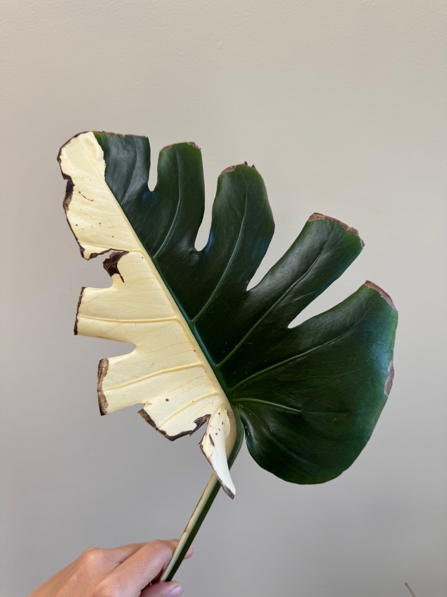 Monstera deliciosa (Large Form) Albo Rooted Cutting