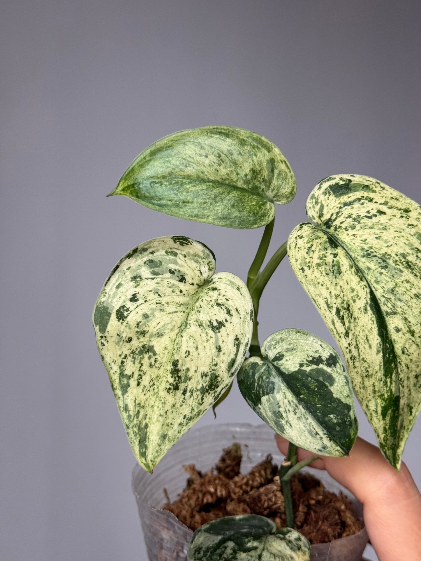 Scindapsus Pictus ‘Jade Satin Marble Variegated’