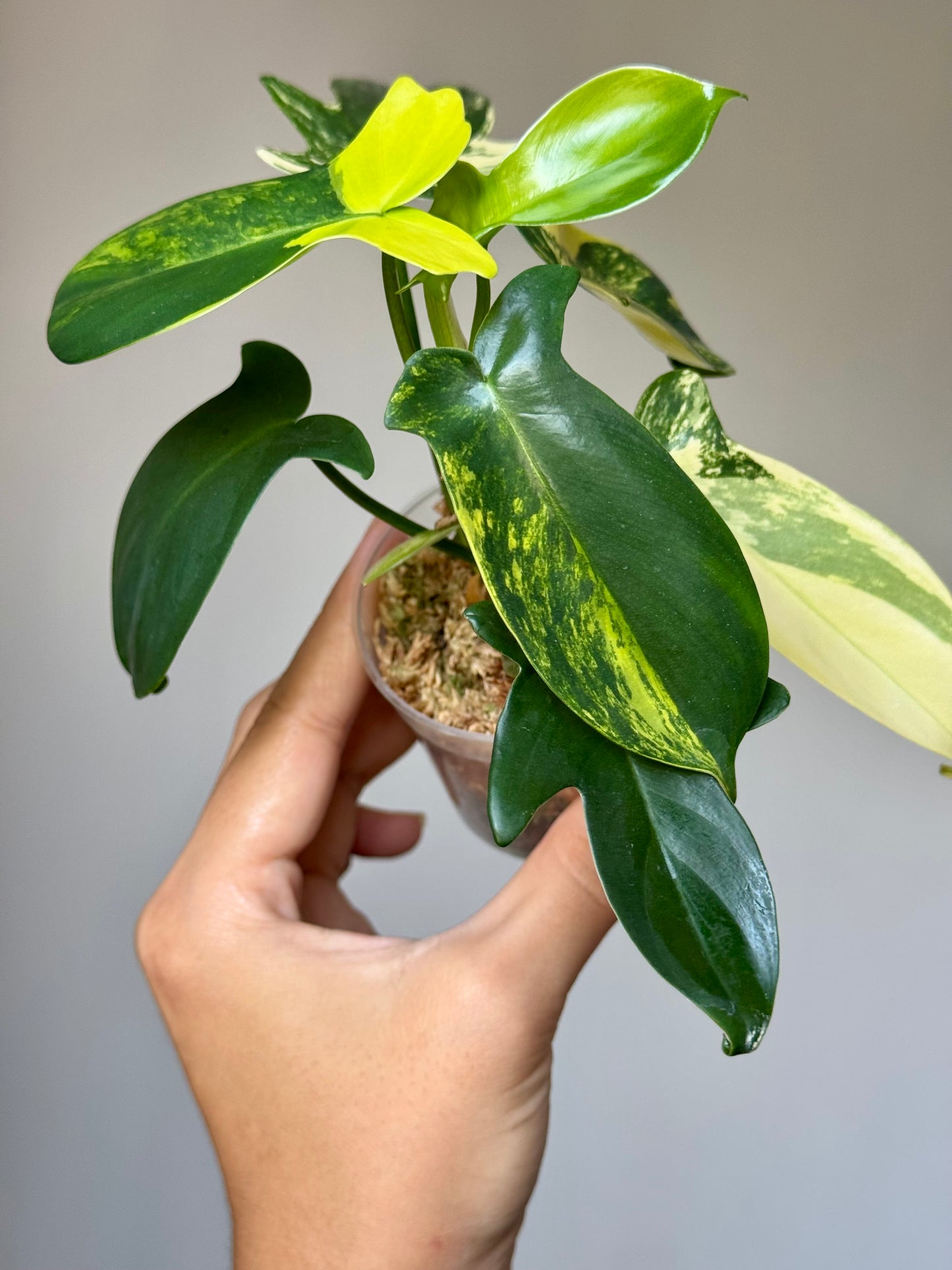 Philodendron Pedatum Variegated