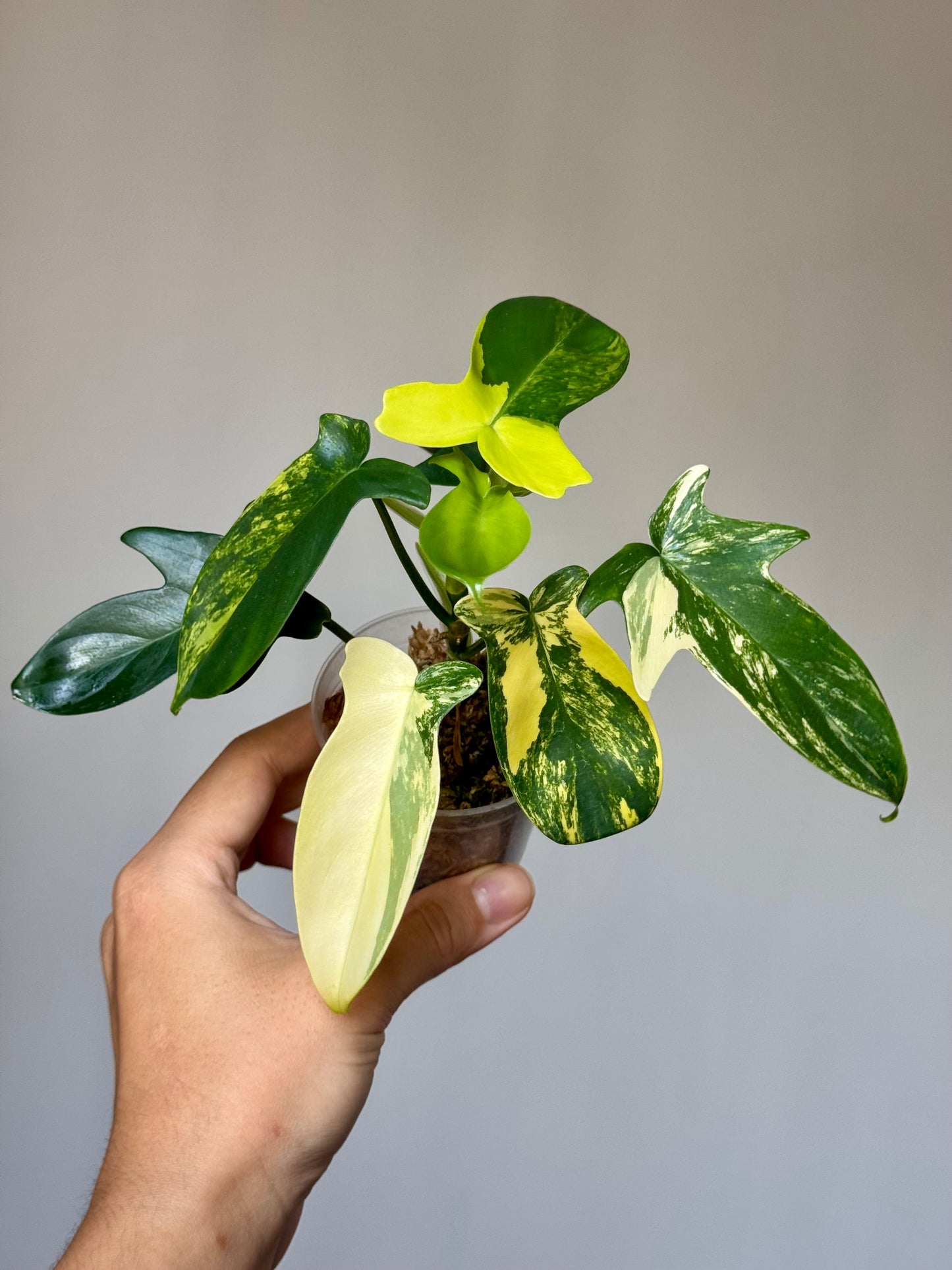 Philodendron Pedatum Variegated