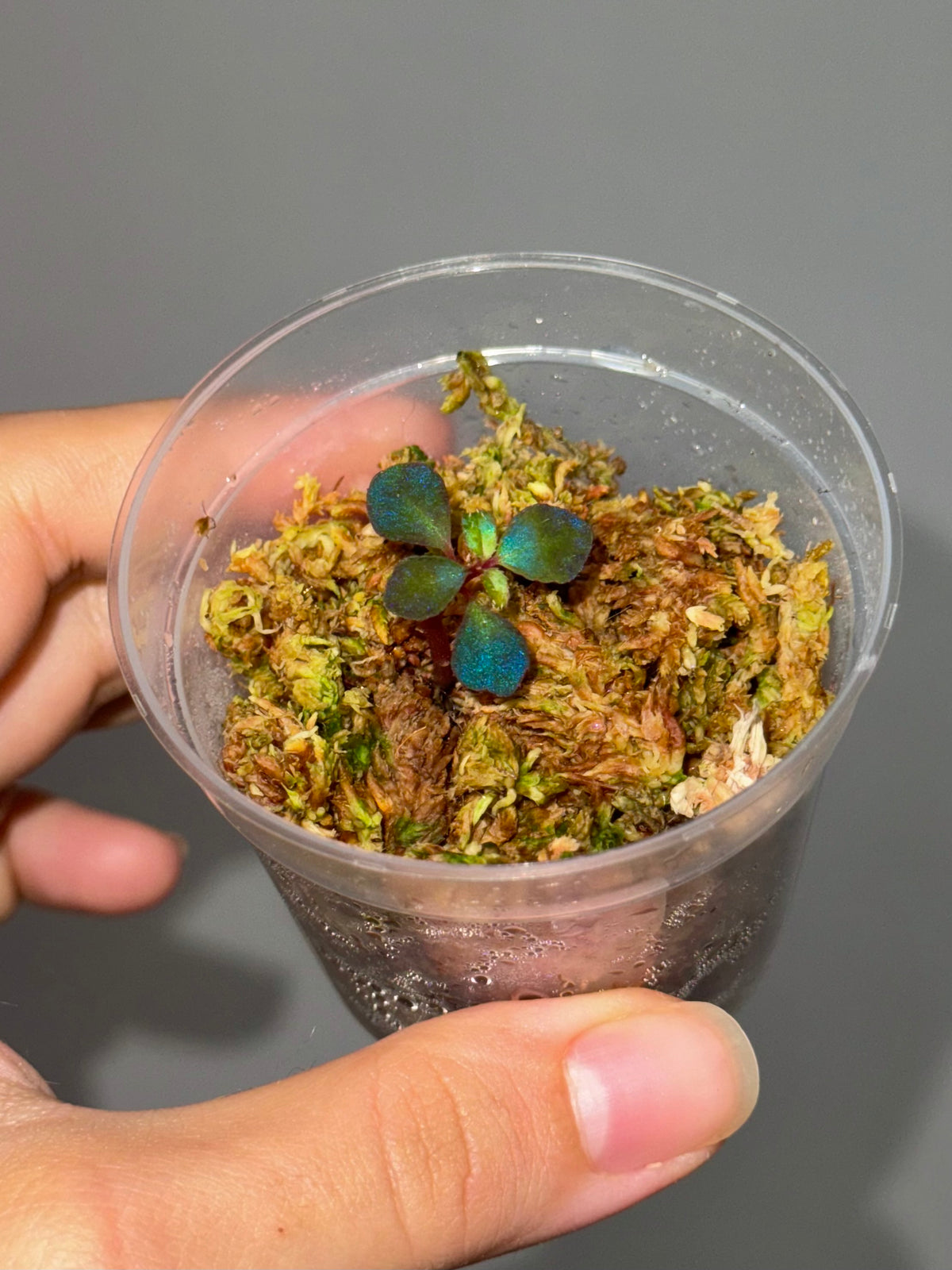Sarcopyramis sp. Sumatra Blue