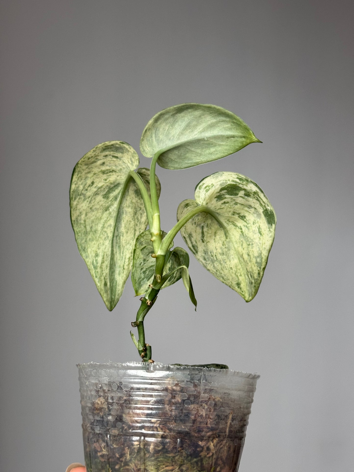 Scindapsus Pictus ‘Jade Satin Marble Variegated’