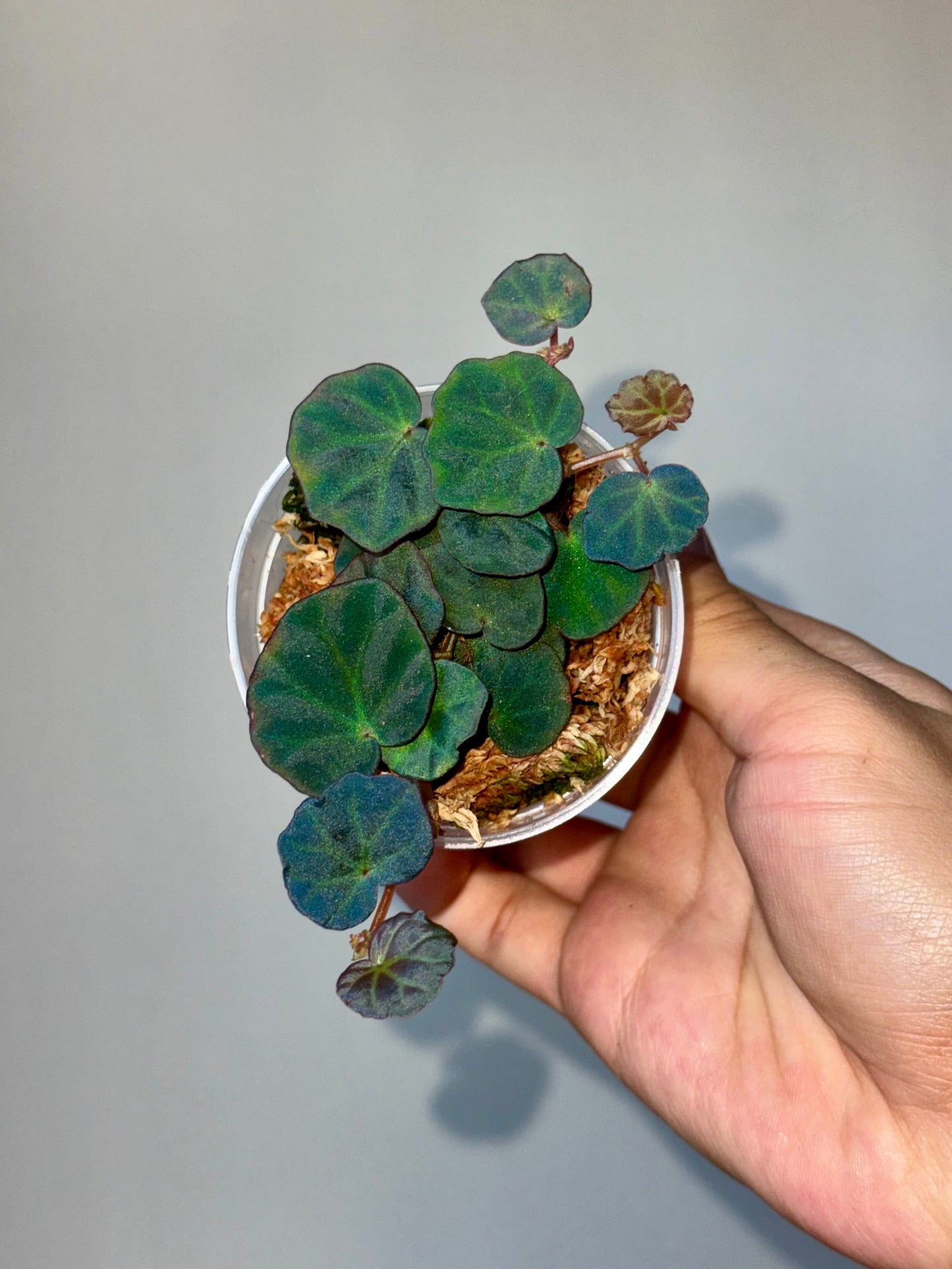 Begonia sp Sarawak