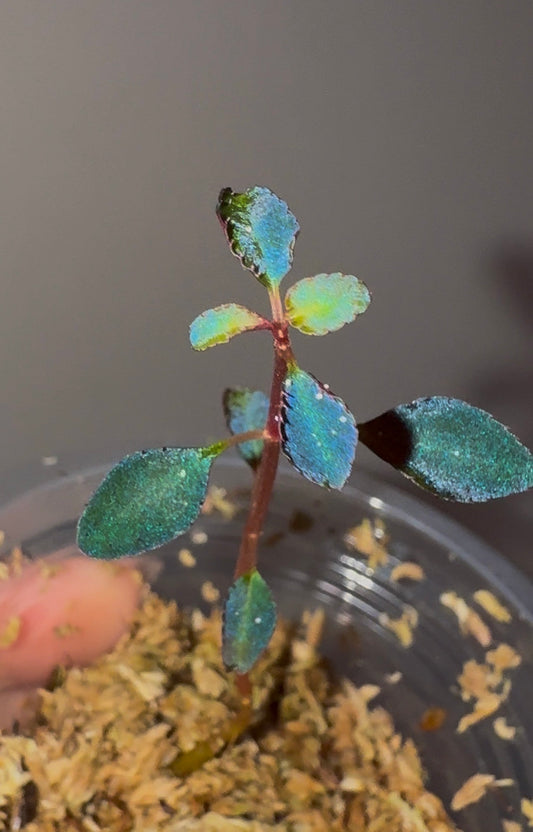 Sarcopyramis sp. Sumatra Blue