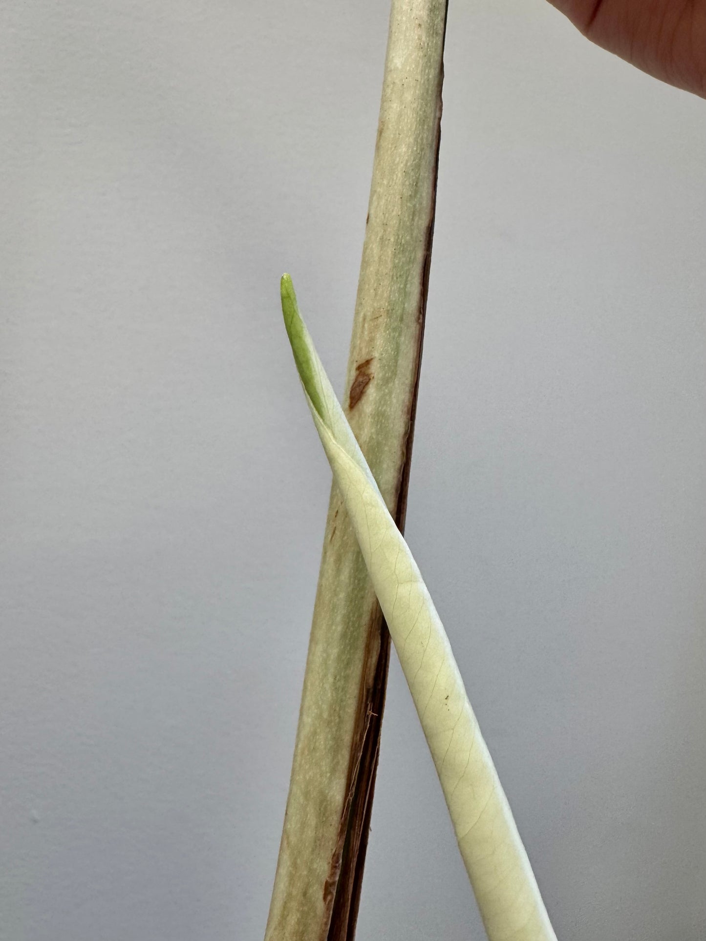 Monstera deliciosa (Large Form) Albo Rooted Cutting￼