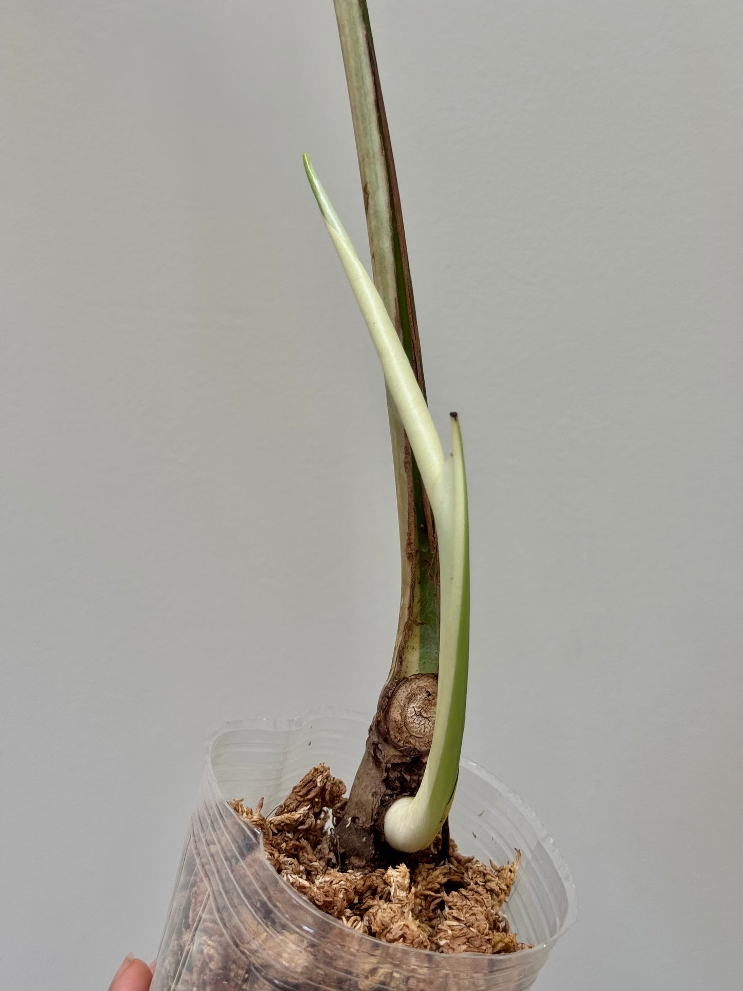 Monstera deliciosa (Large Form) Albo Rooted Cutting￼