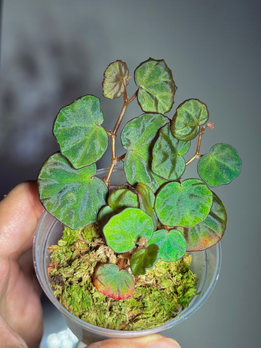 Begonia sp Sarawak
