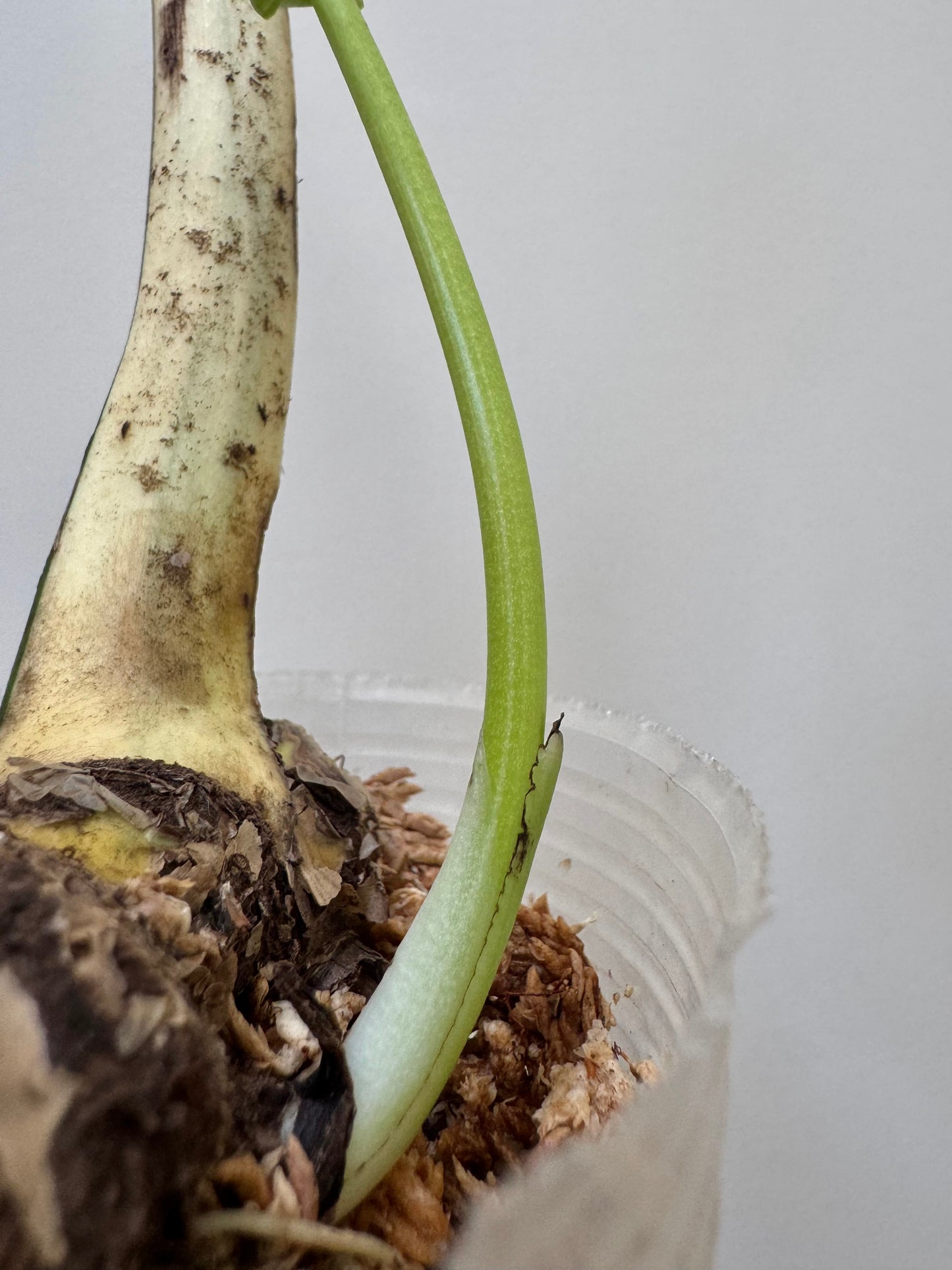 Monstera deliciosa (Large Form) Albo Rooted Cutting