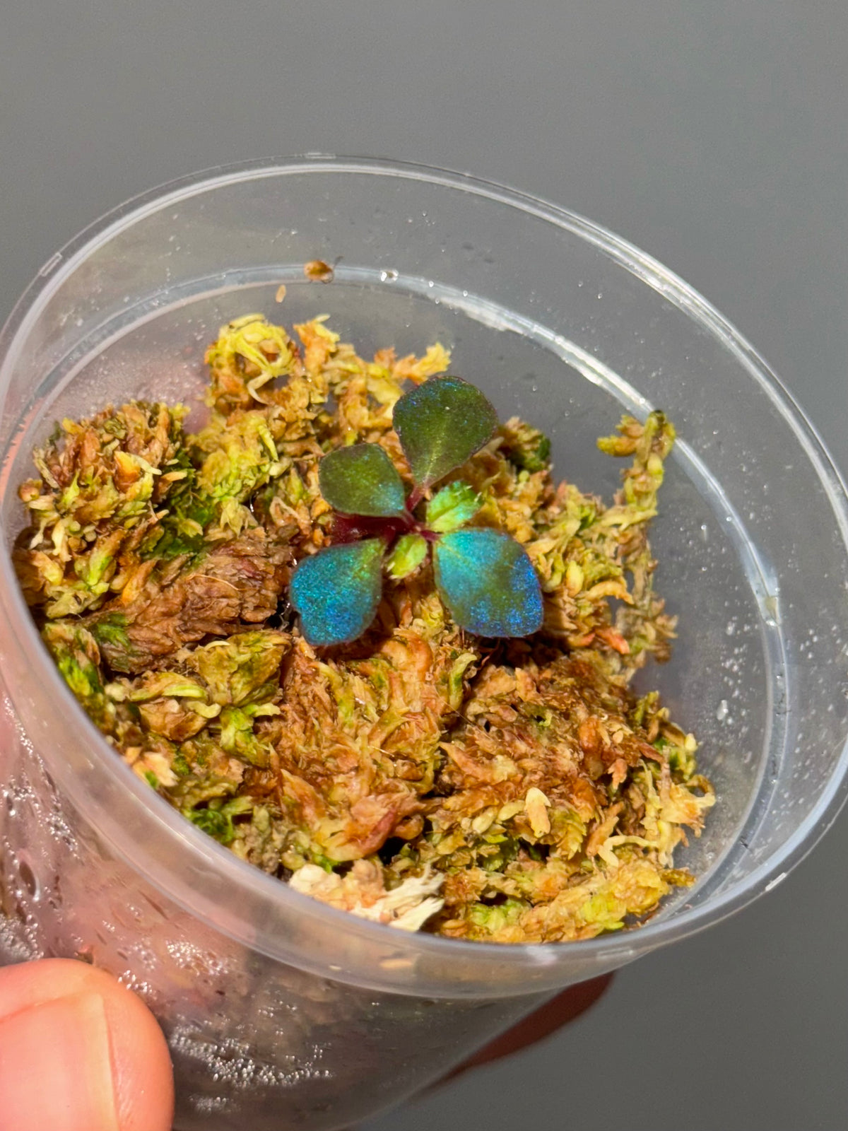 Sarcopyramis sp. Sumatra Blue