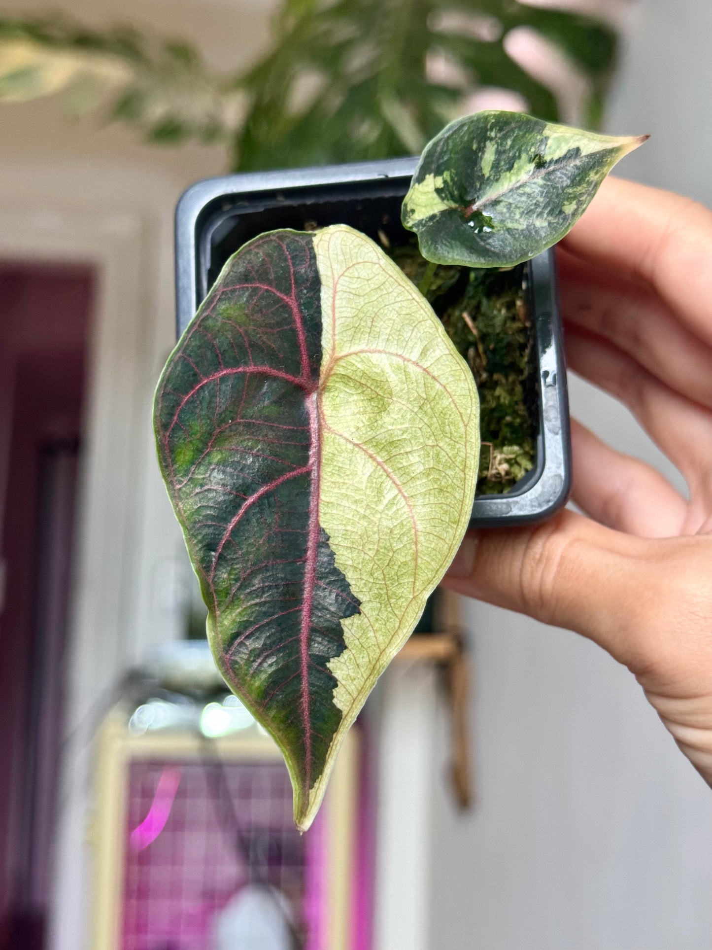 Alocasia azlanii Variegata