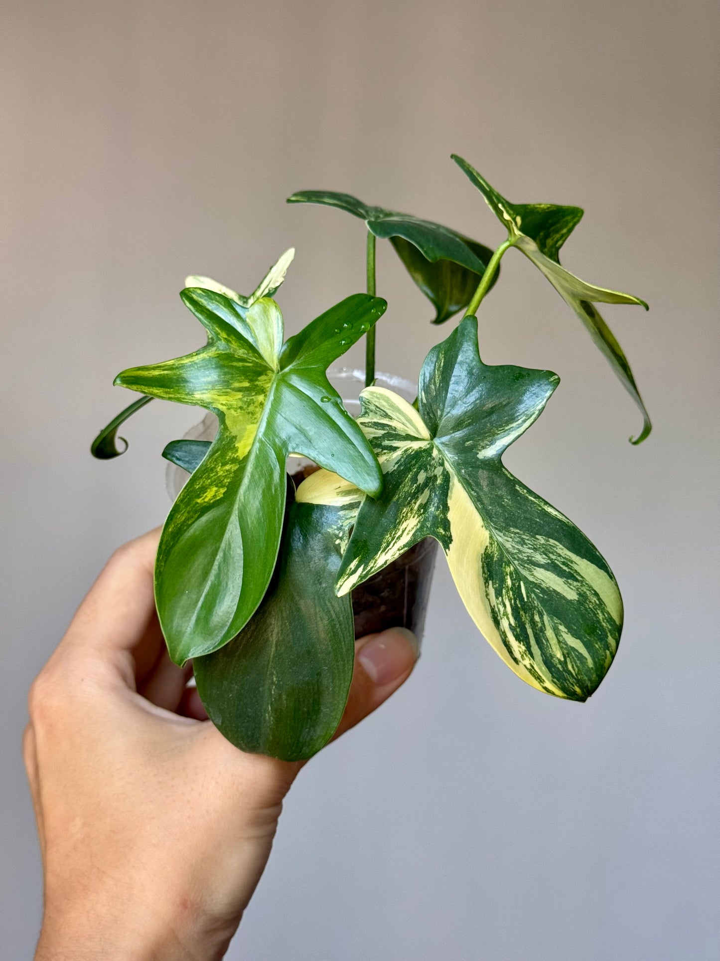 Philodendron Pedatum Variegated