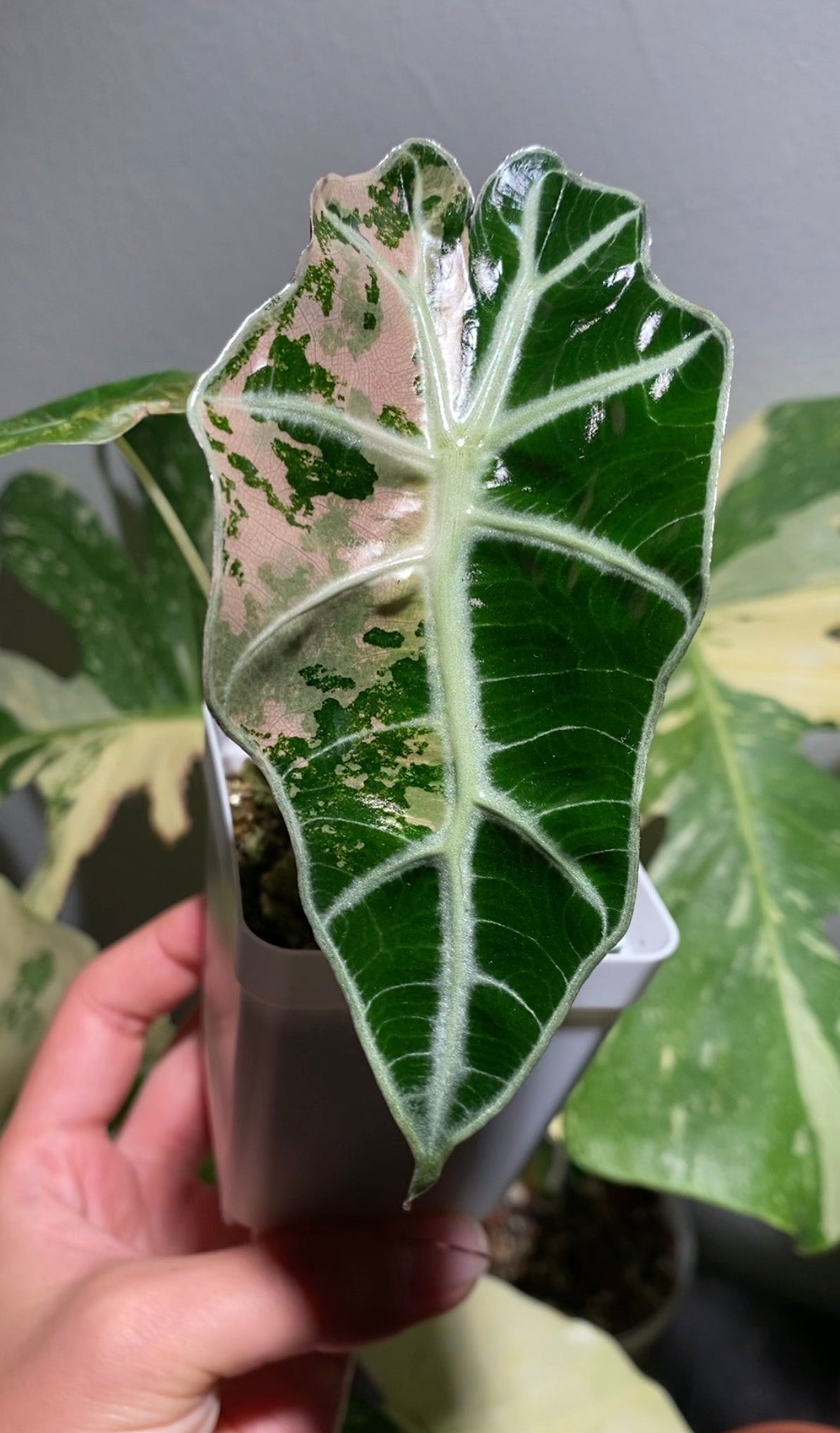 Alocasia Amazonica ‘Polly’ Variegata