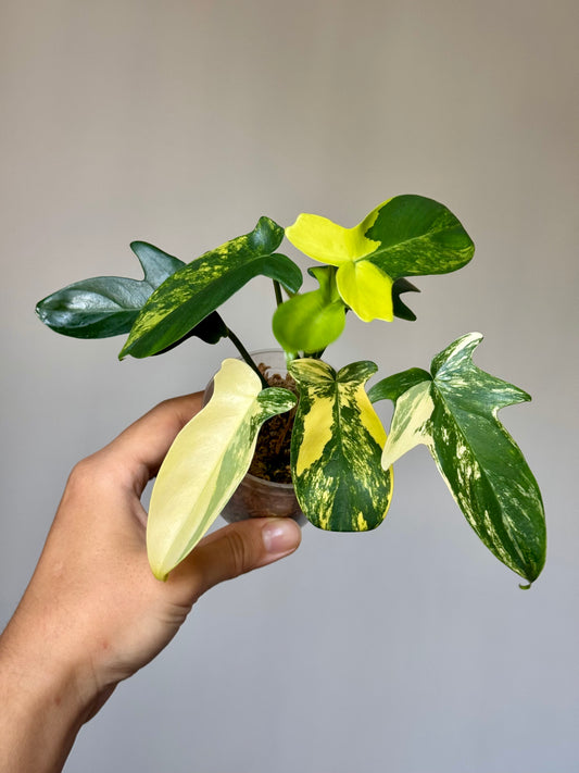 Philodendron Pedatum Variegated