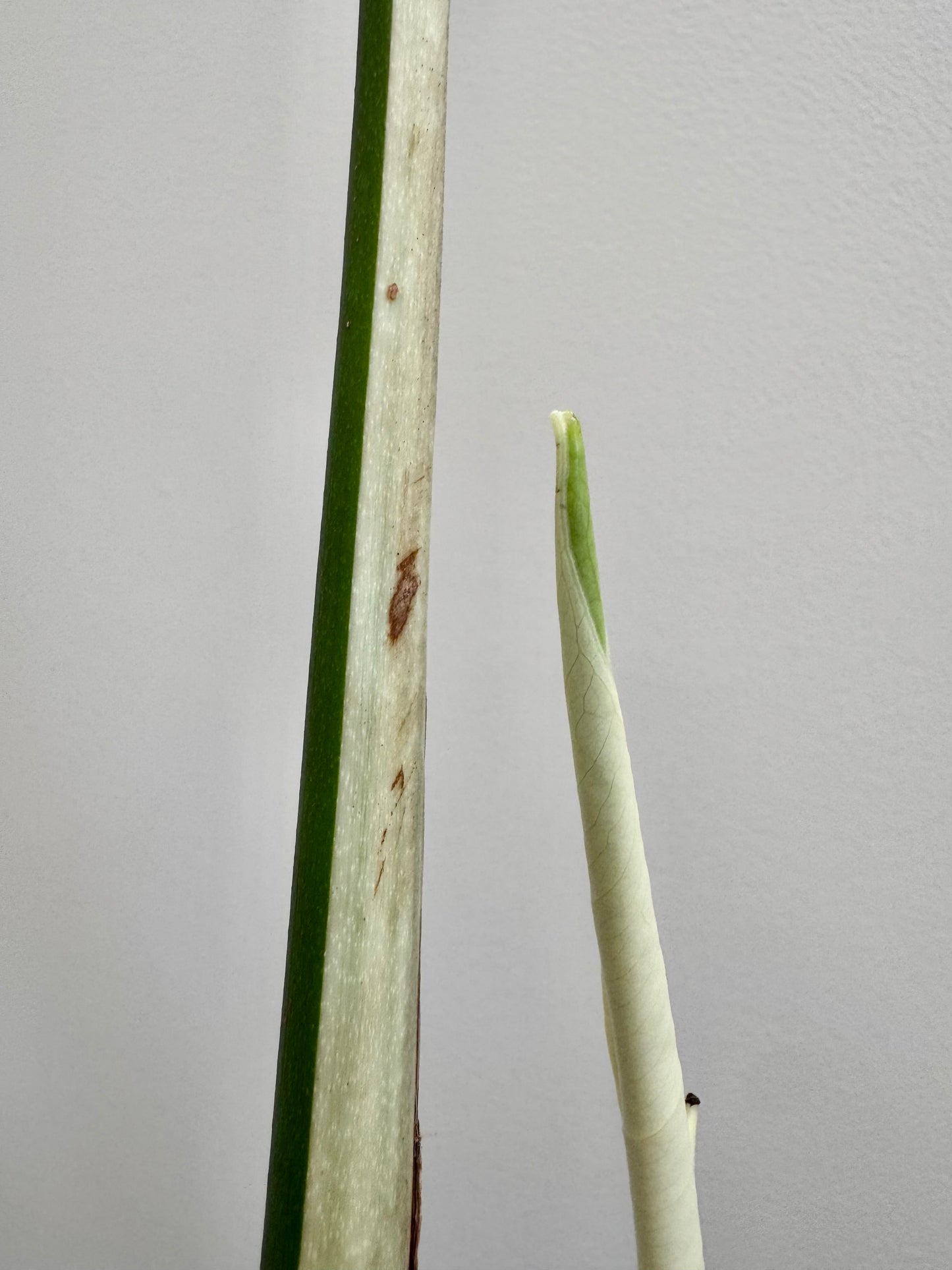 Monstera deliciosa (Large Form) Albo Rooted Cutting￼