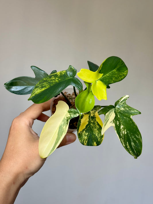 Philodendron Pedatum Variegated