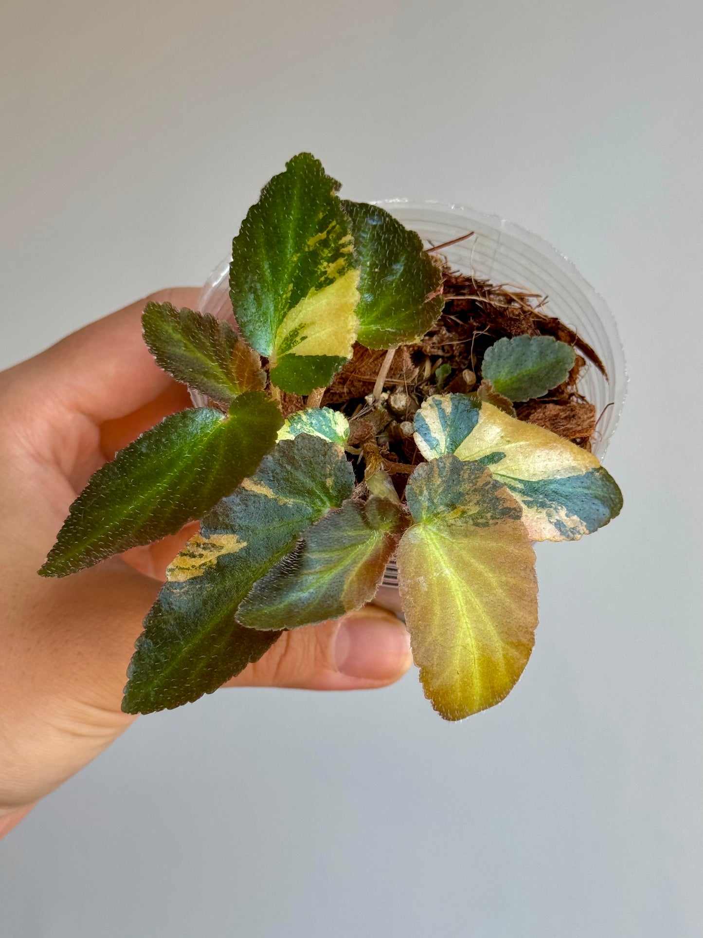 Begonia Withlacoochee Variegata