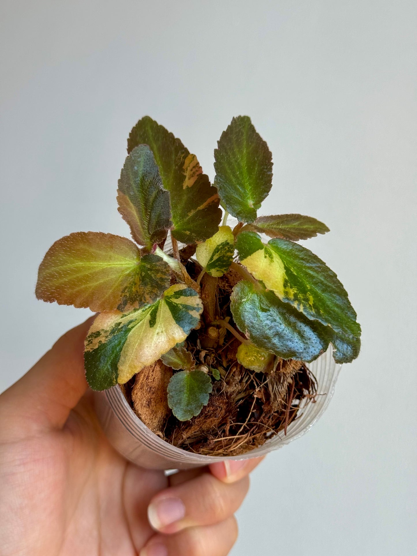 Begonia Withlacoochee Variegata