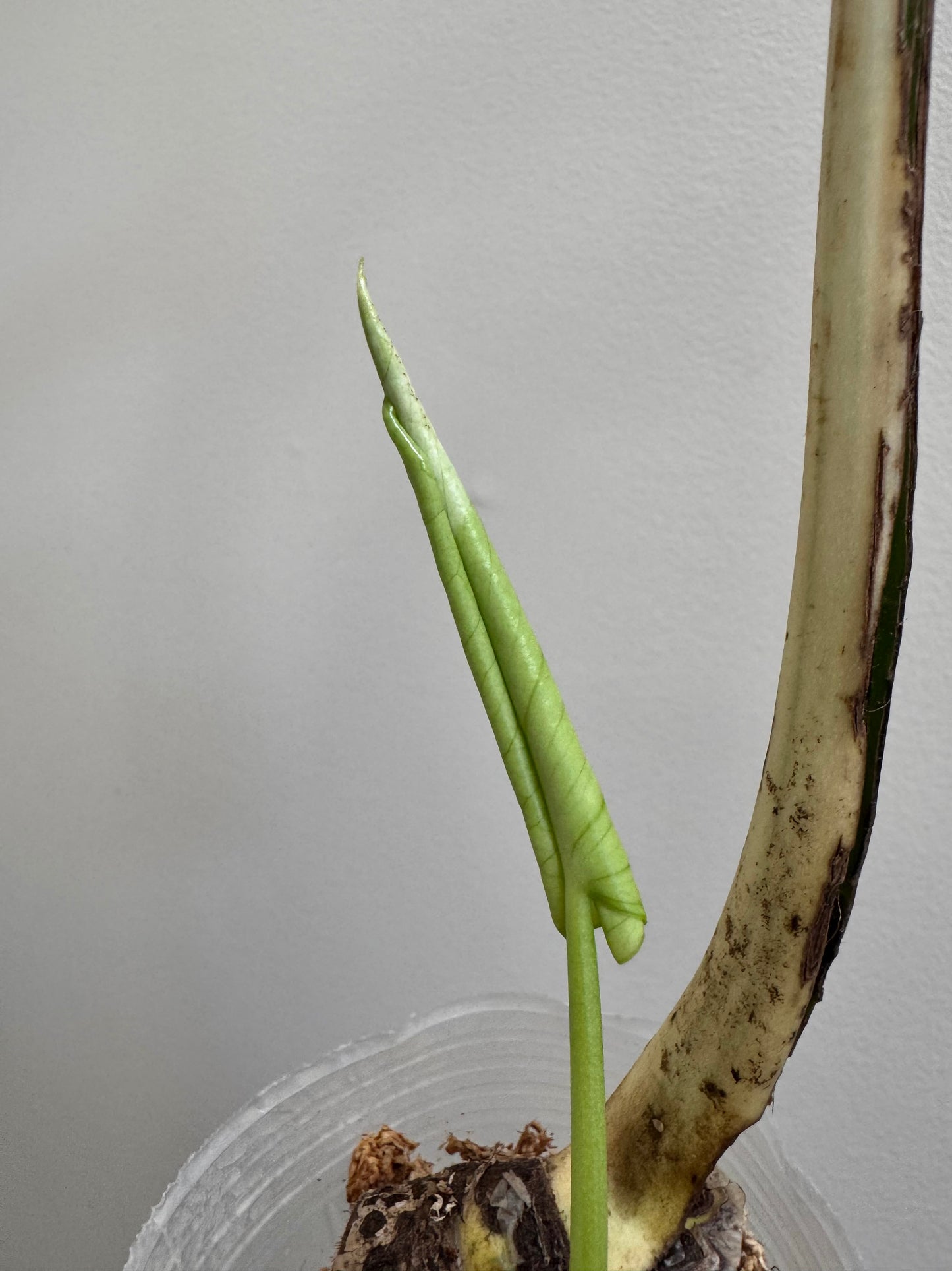 Monstera deliciosa (Large Form) Albo Rooted Cutting
