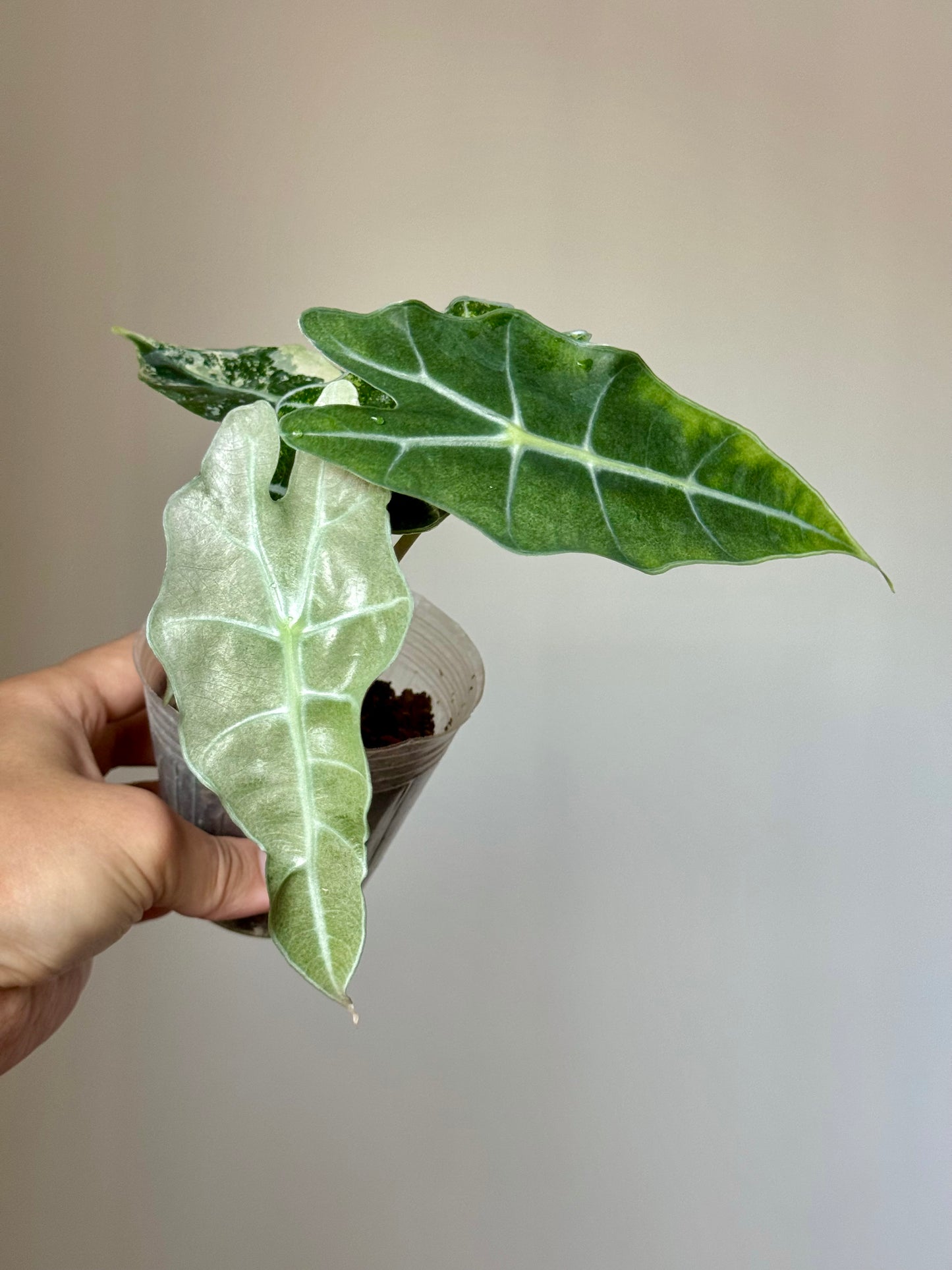 Alocasia Amazonica ‘Polly’ Variegata