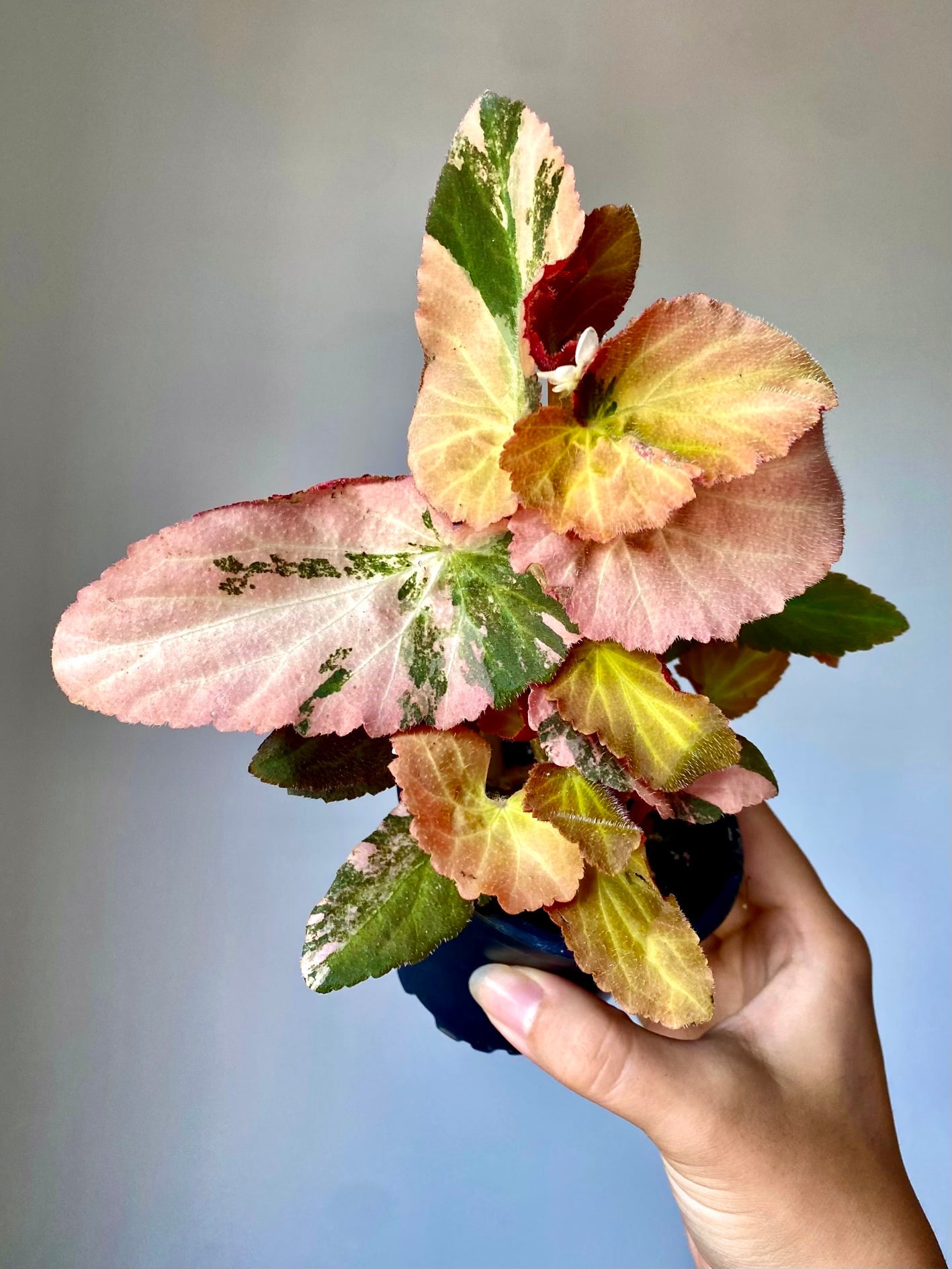 Begonia Withlacoochee Variegata