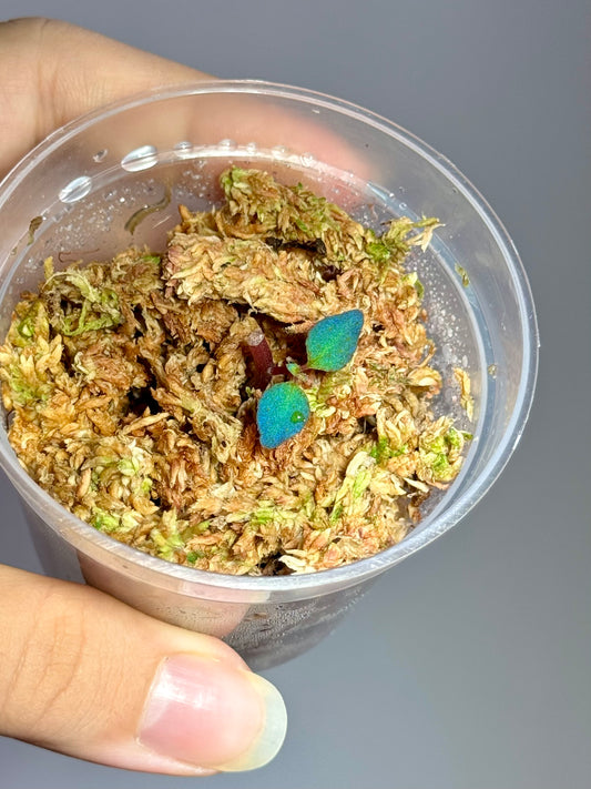 Sarcopyramis sp. Sumatra Blue