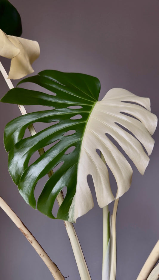 Monstera deliciosa (Large Form) Albo Rooted Cutting