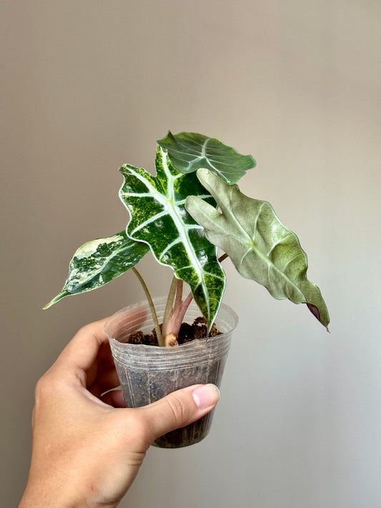 Alocasia Amazonica ‘Polly’ Variegata