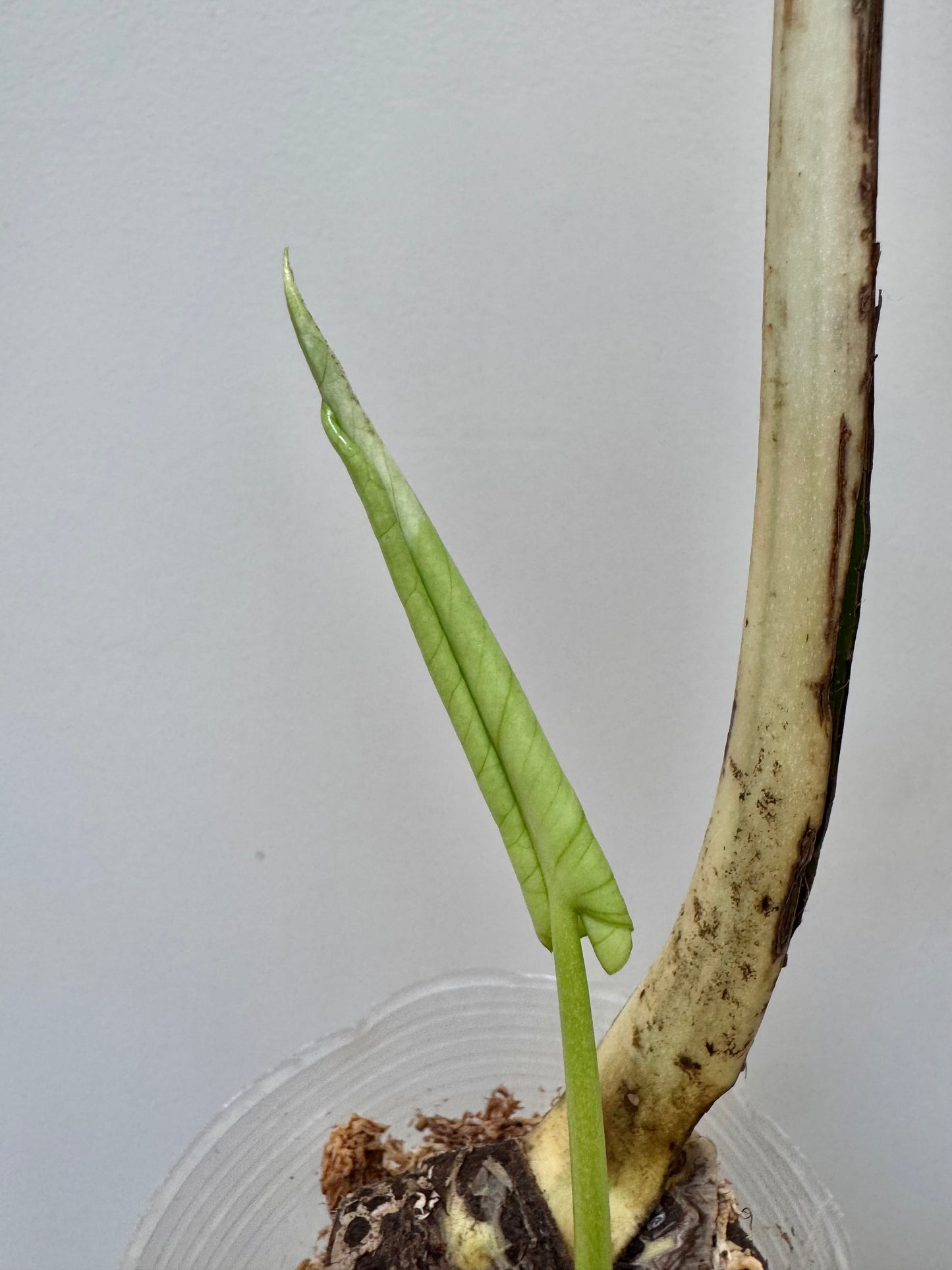 Monstera deliciosa (Large Form) Albo Rooted Cutting