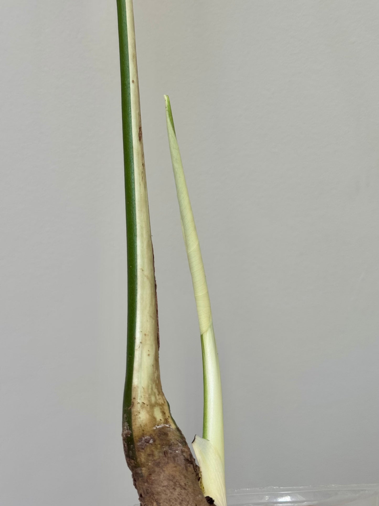 Monstera deliciosa (Large Form) Albo Rooted Cutting￼