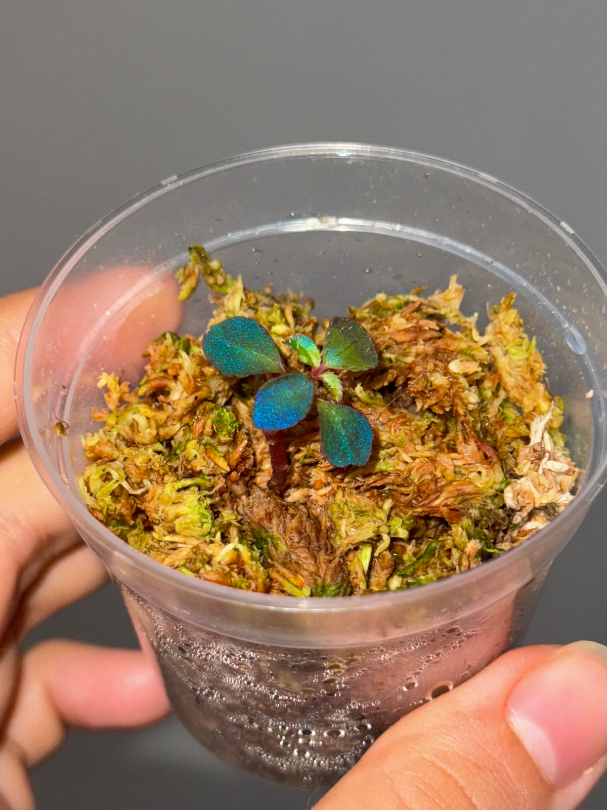 Sarcopyramis sp. Sumatra Blue